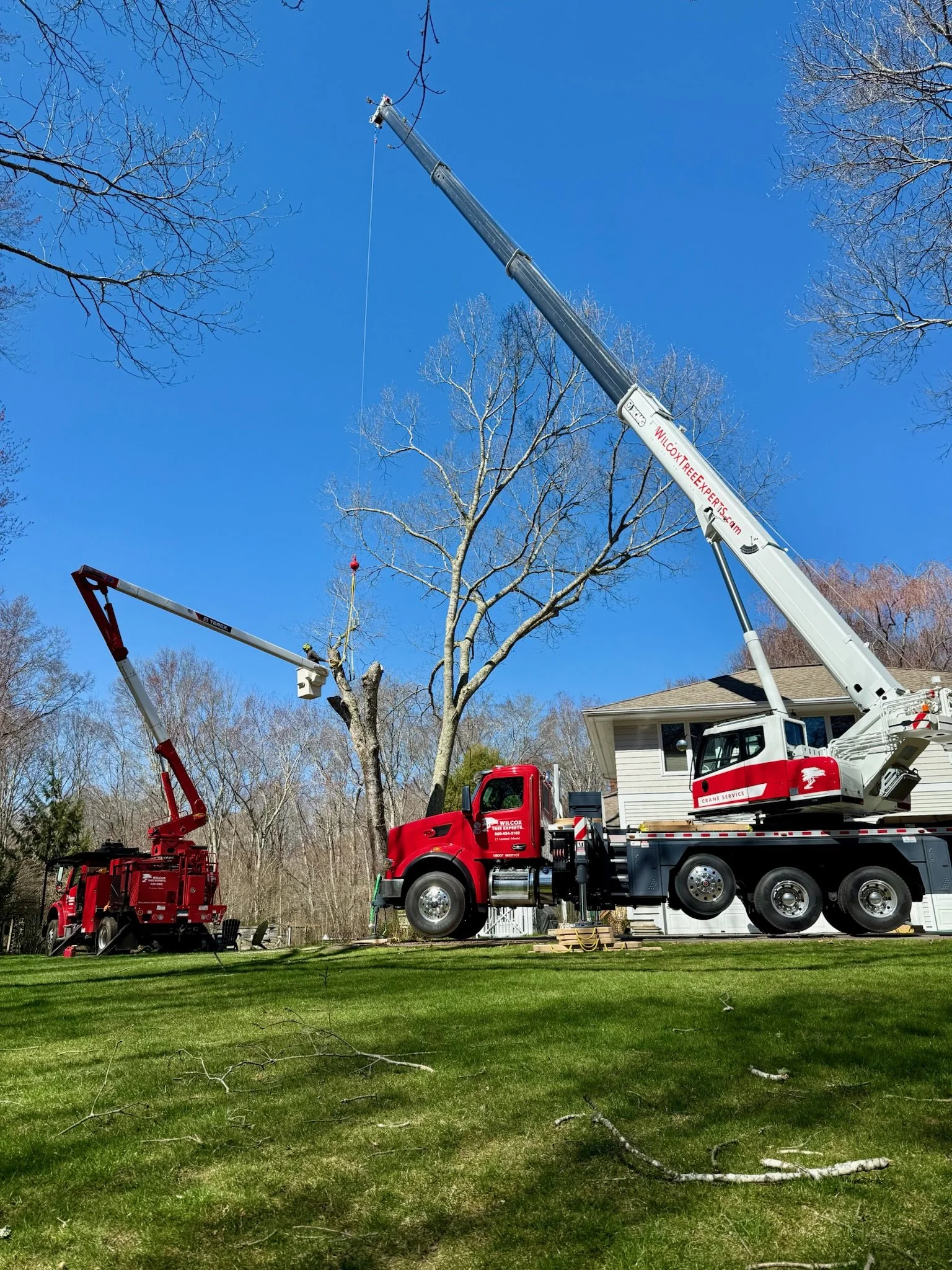 Tree trimming crew using crane trucks to cut branches from a tall tree in a residential yard on a clear, sunny day.
