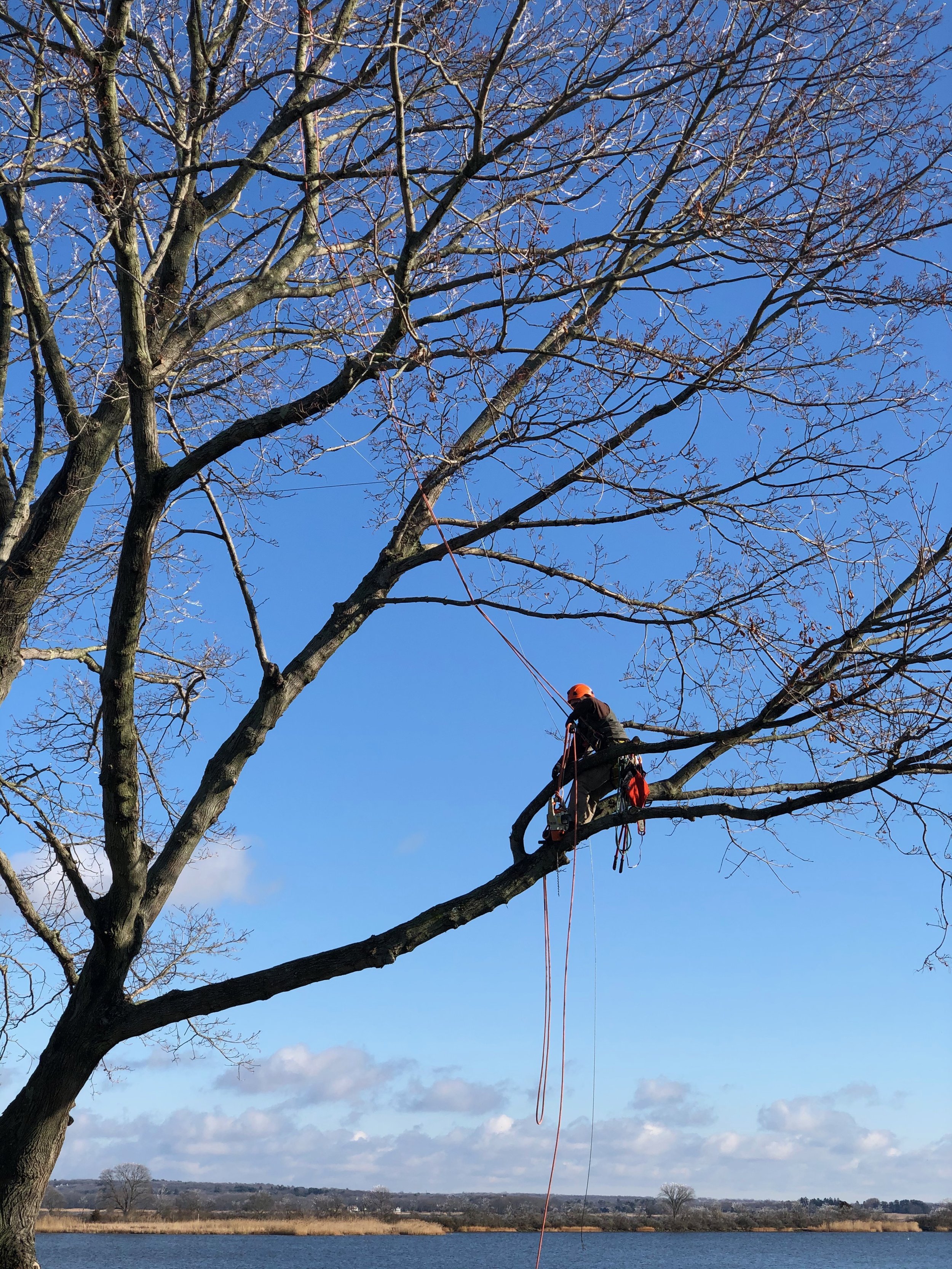 Tree worker cutting branches while climbing a large leafless tree against a clear blue sky.
