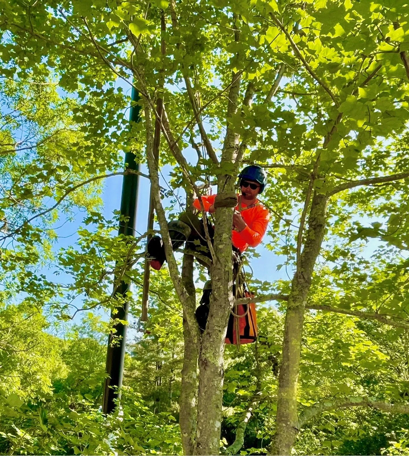 A person wearing orange jacket, helmet, and sunglasses is climbing or working in a tall tree with green leaves, using a harness and climbing equipment.