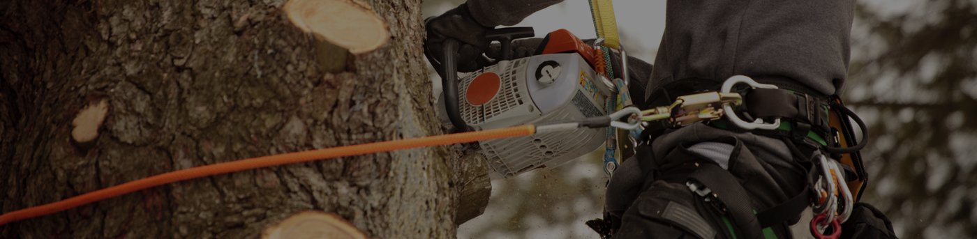 Close-up of a person climbing a tree, using climbing gear including a harness, carabiners, and a pulley system attached to the tree.