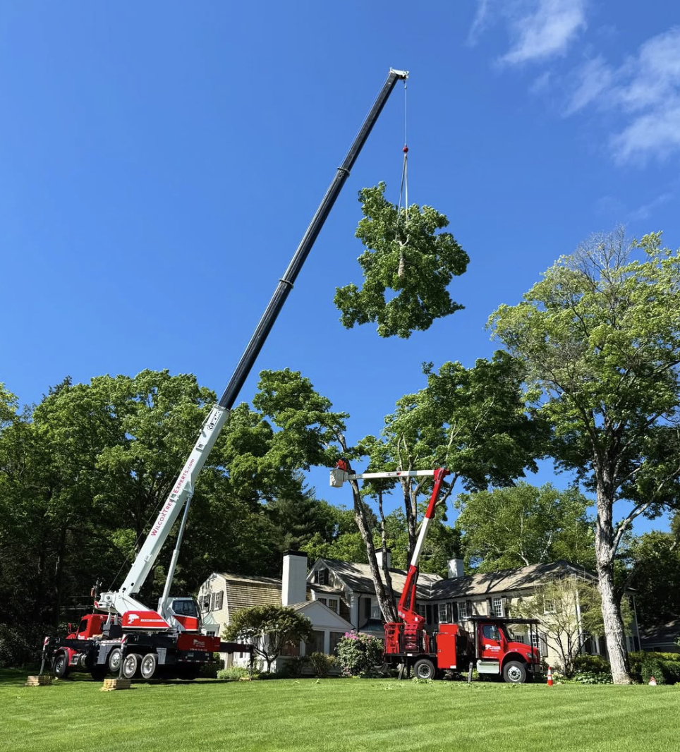 Tree removal equipment with a crane lifting a large tree section into the air while workers in a yard remove a large tree from a residential property.
