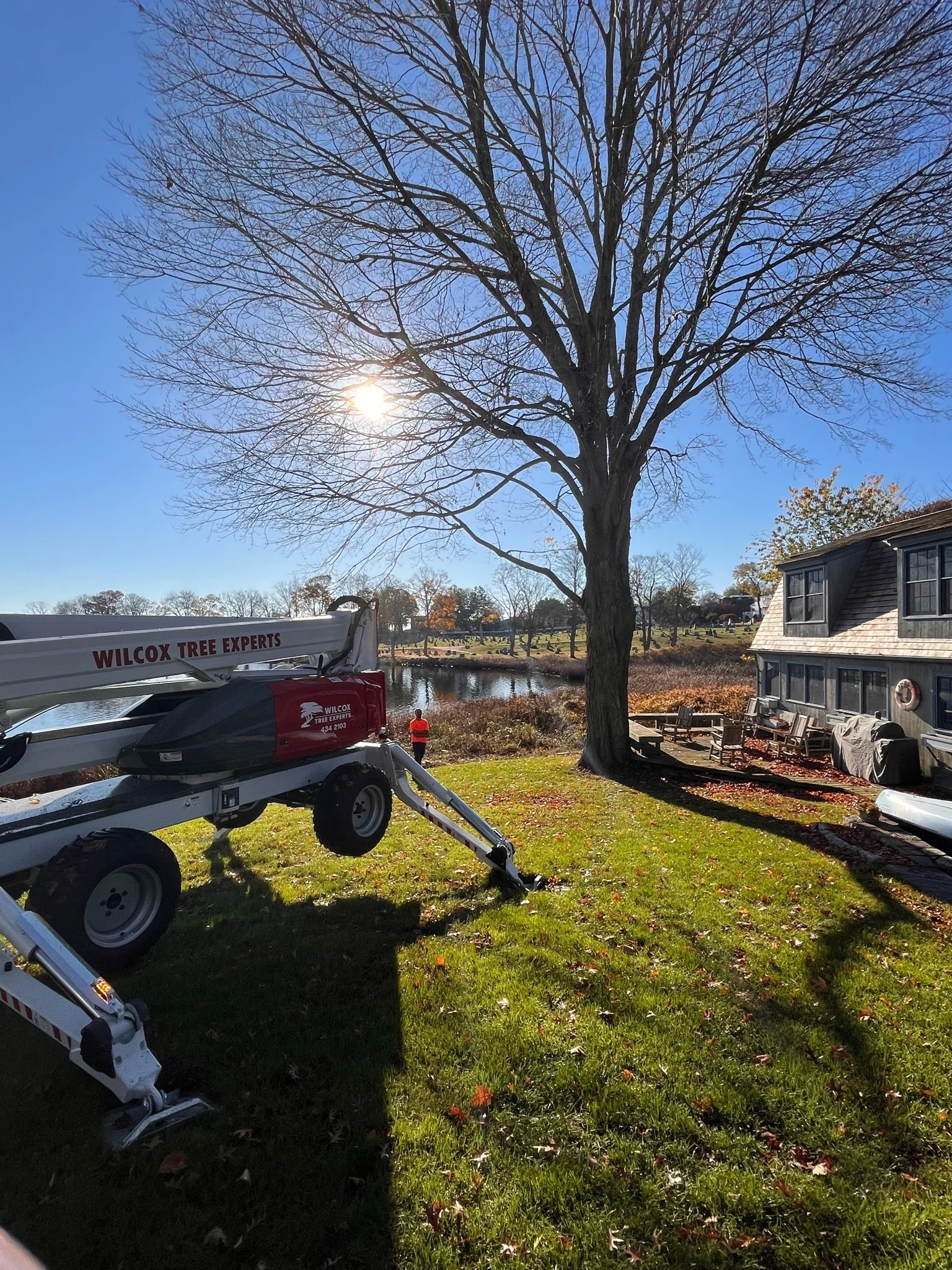 Sunlit yard with large leafless tree, a boat lift labeled 'Wilcox Tree Experts', a person in an orange vest, and a house with outdoor furniture.