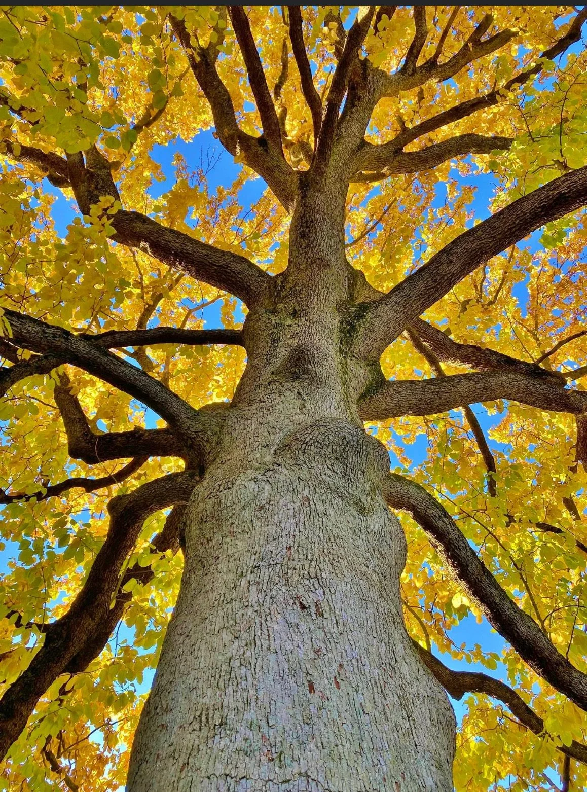 Looking up at a tall tree with yellow autumn leaves and a clear blue sky in the background.