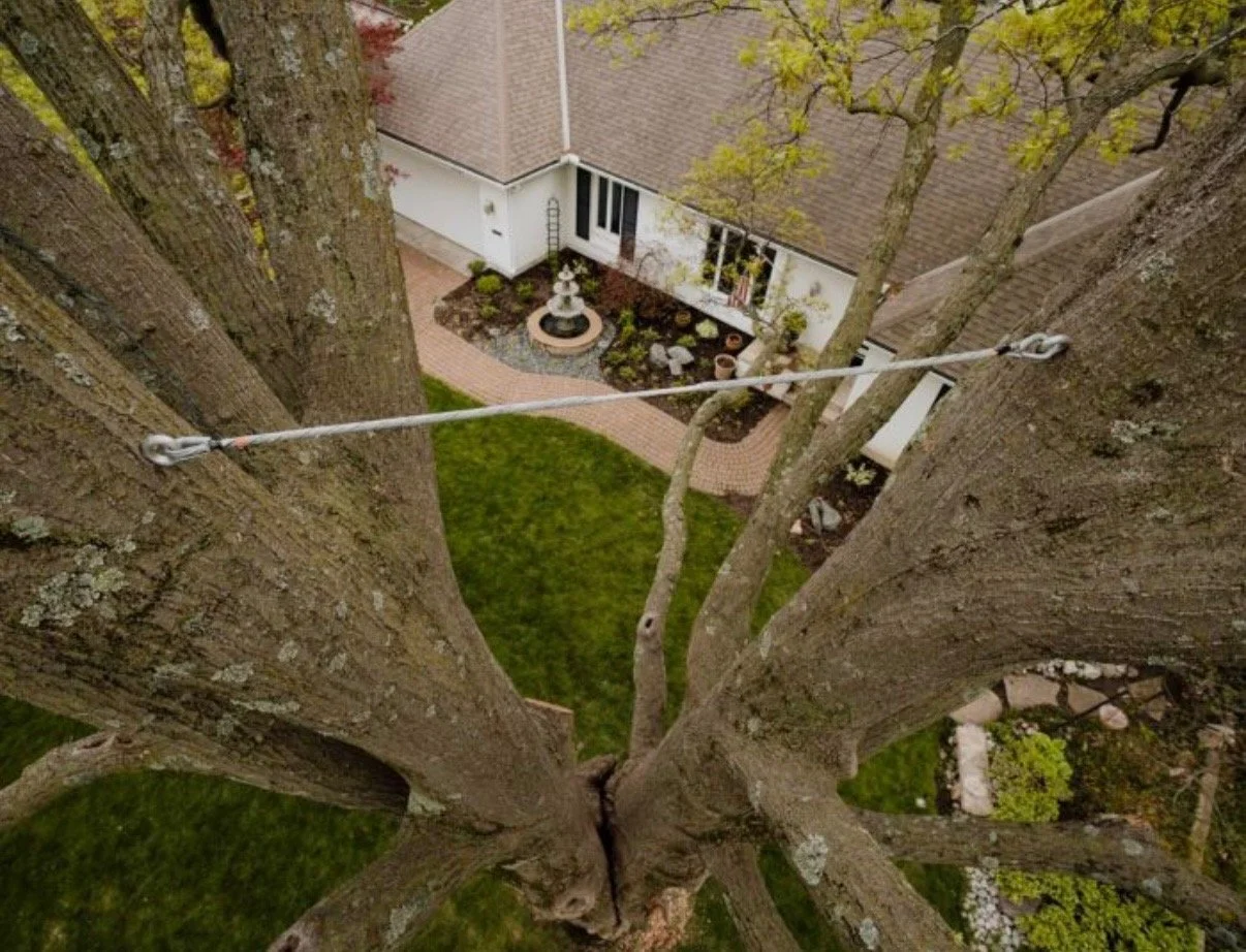 Tree with protective supports and straps in a grassy park.