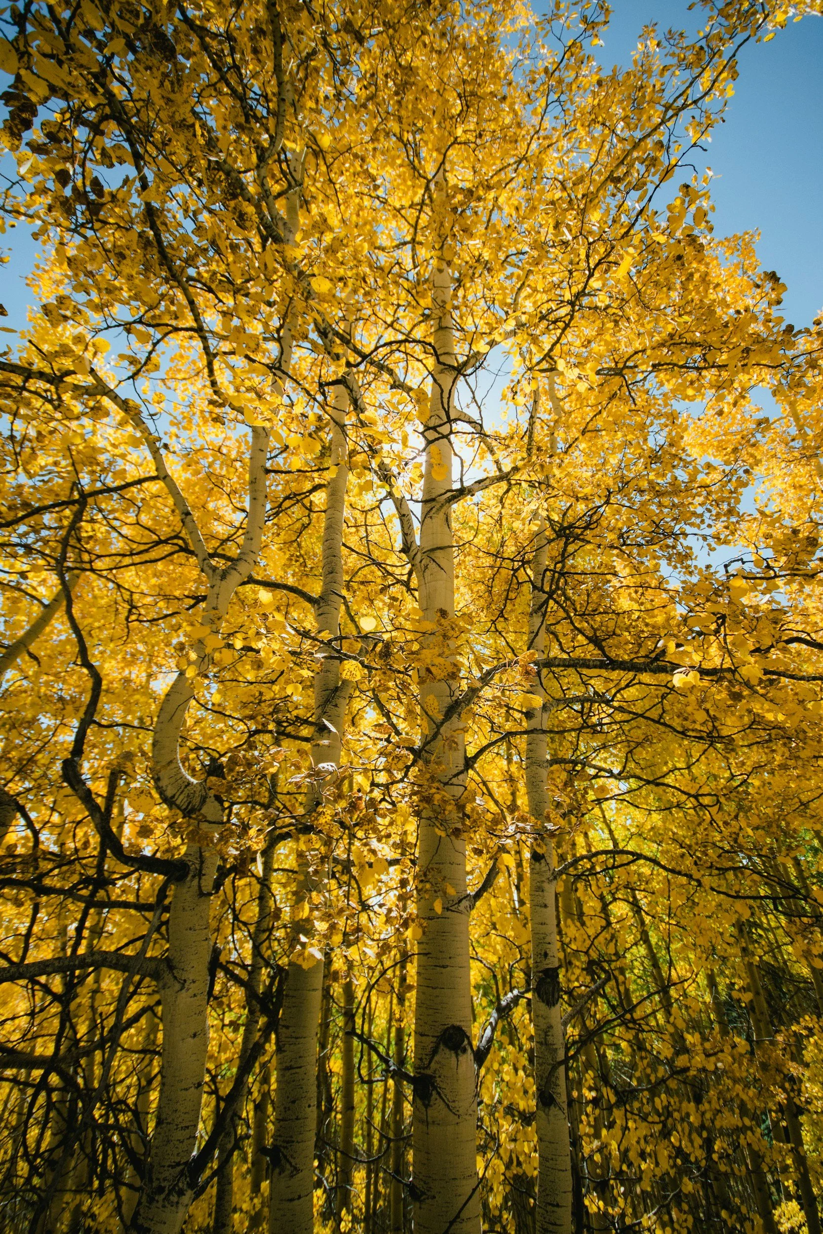 A cluster of tall aspen trees with yellow leaves against a blue sky.