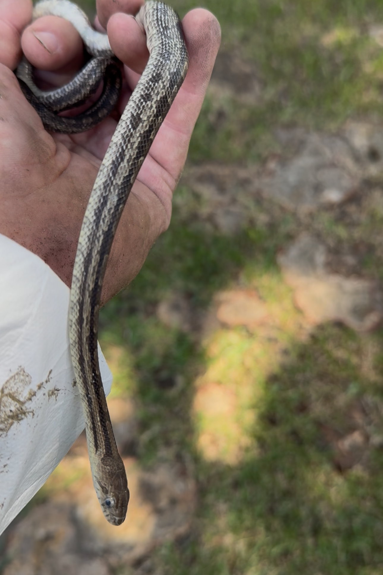 We can help with snake removal and snake deterrent.