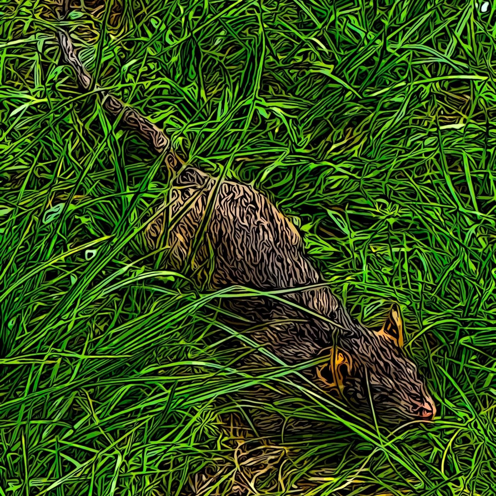 Small rat running across grass