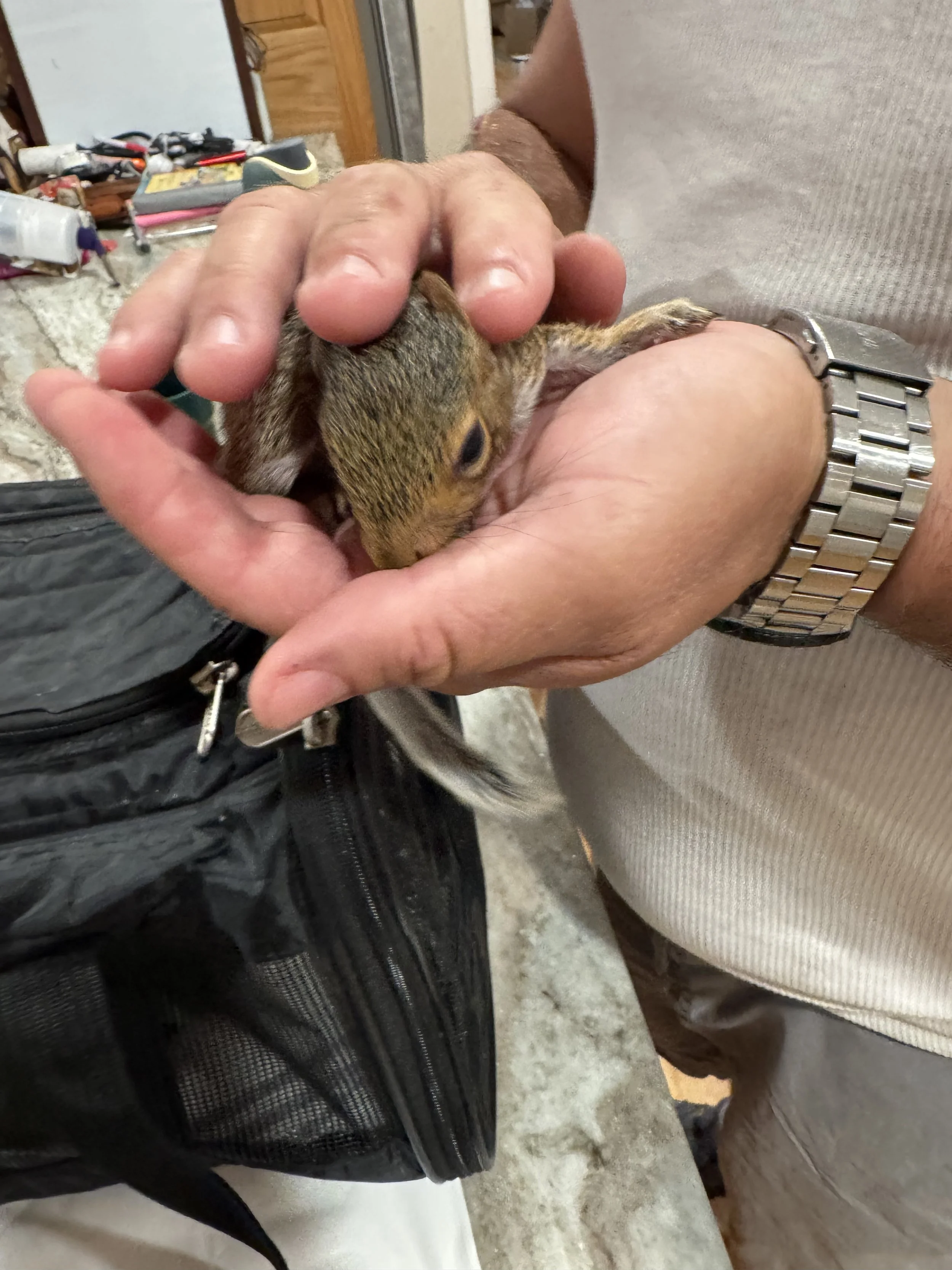 This baby squirrel was rehabilitated.