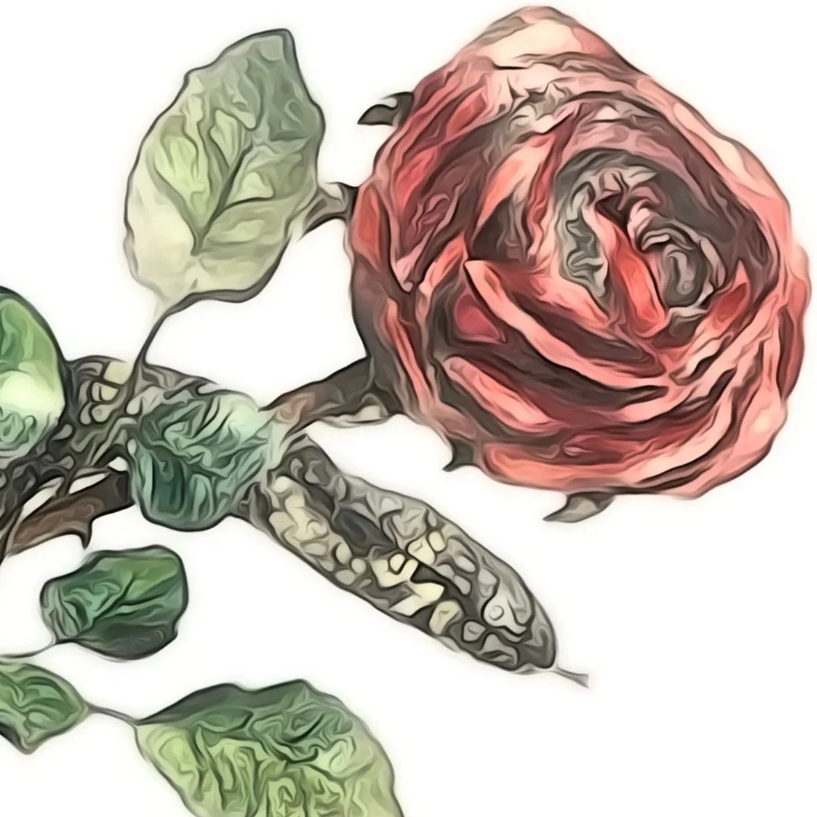 Rose Wildlife Solutions &amp; Pest Control Services