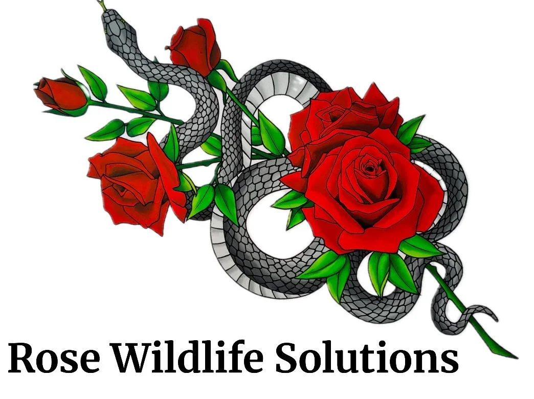 Rose Wildlife Solutions             910.874.6905