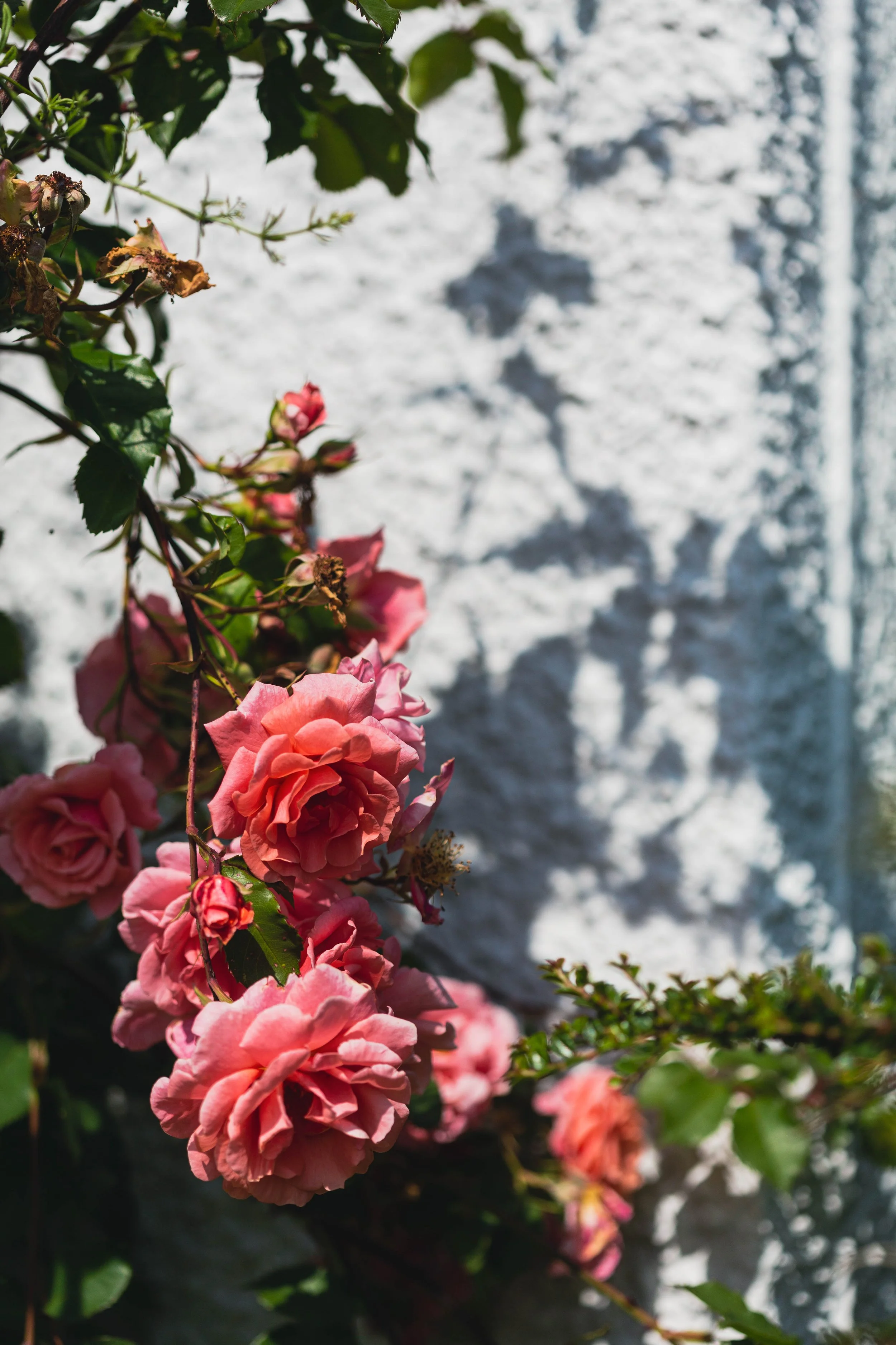 Pink roses growing along a vine in front of a white textured wall, sunlight casting shadows of the flowers and leaves on the wall.