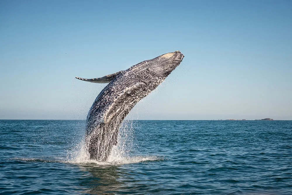 humpback-whale-1.jpg