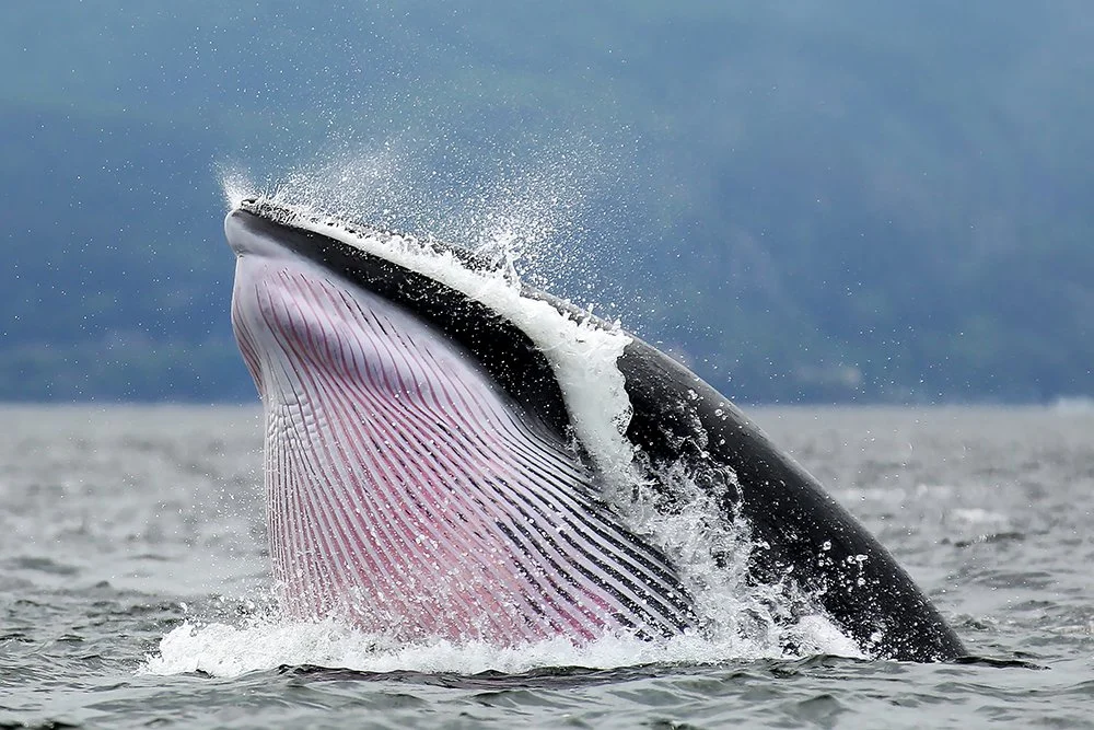minke-whale.jpg