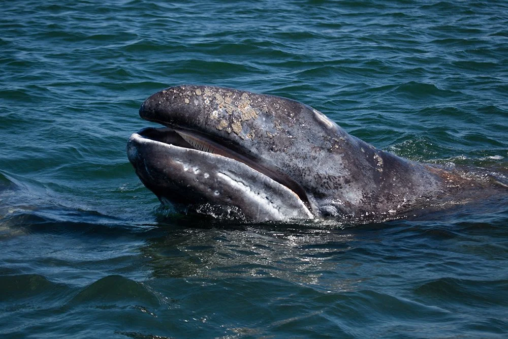 gray-whale.jpg
