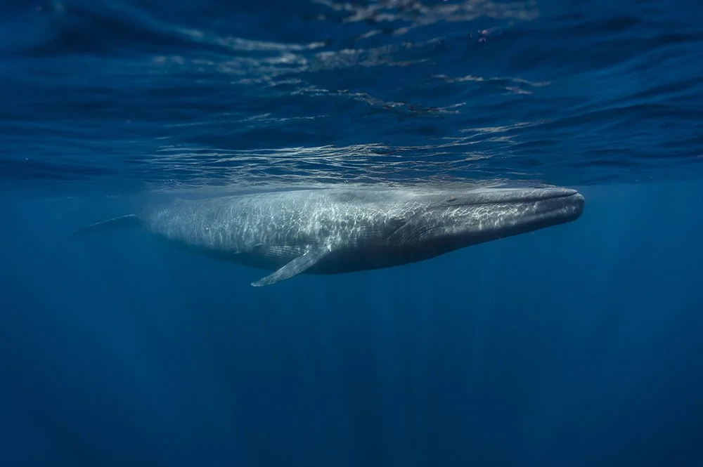 blue-whale.jpg