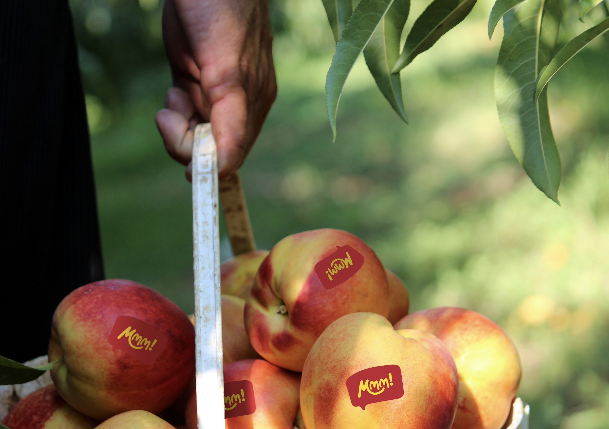fruit branding.png