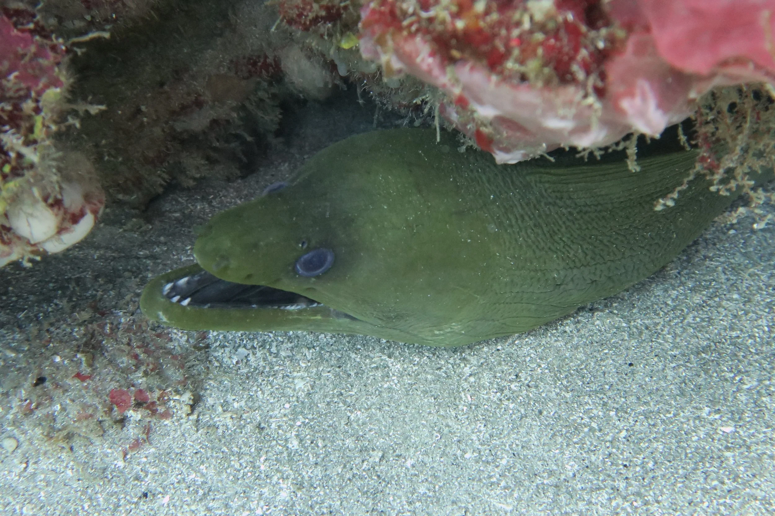 Green Moray Eel