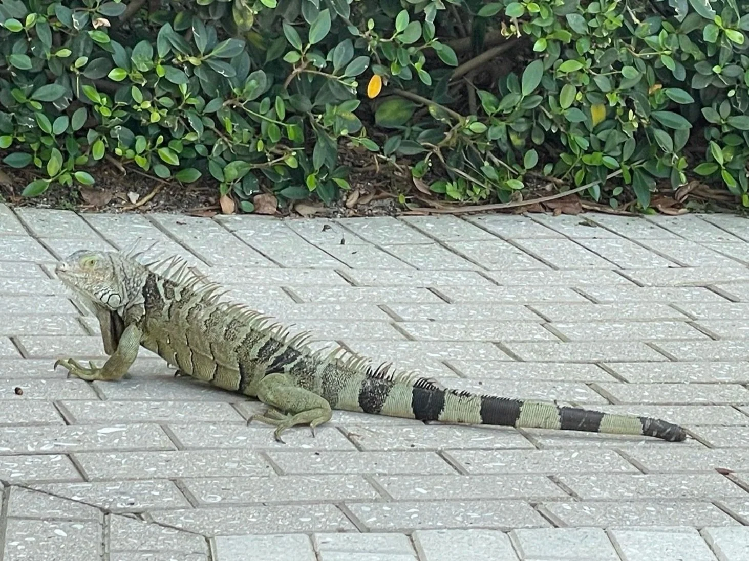 Florida iguana, Playa Largo Resort and Spa, Key Largo, Florida