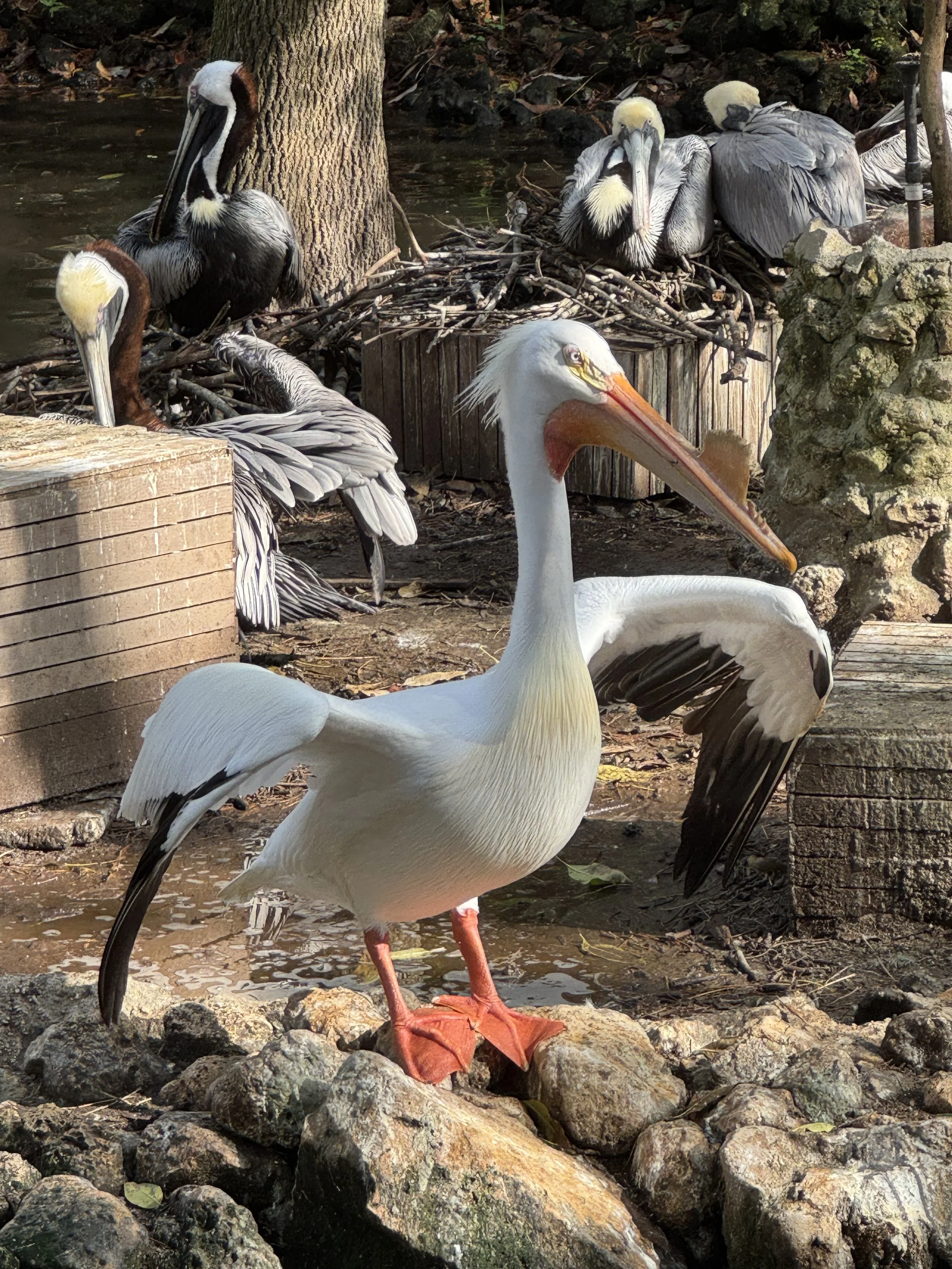 Pelican, Homosassa Springs State Park, Florida