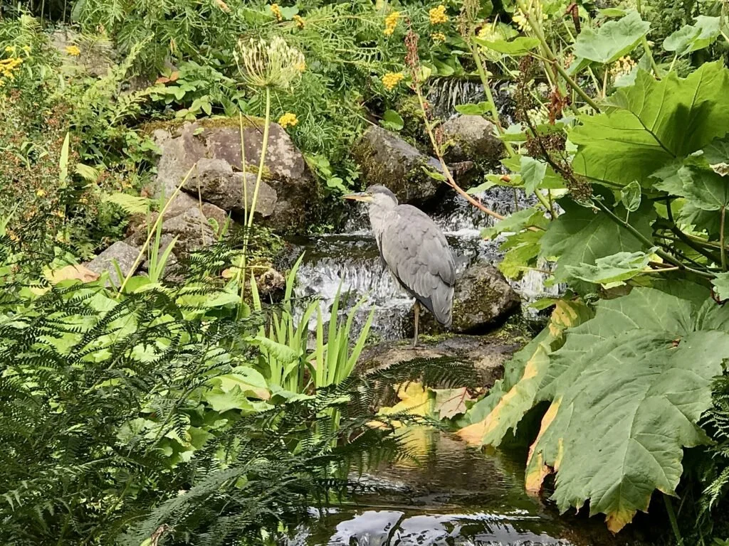 Gray Heron, Royal Botanic Garden, Edinburgh, Scotland, United Kingdom