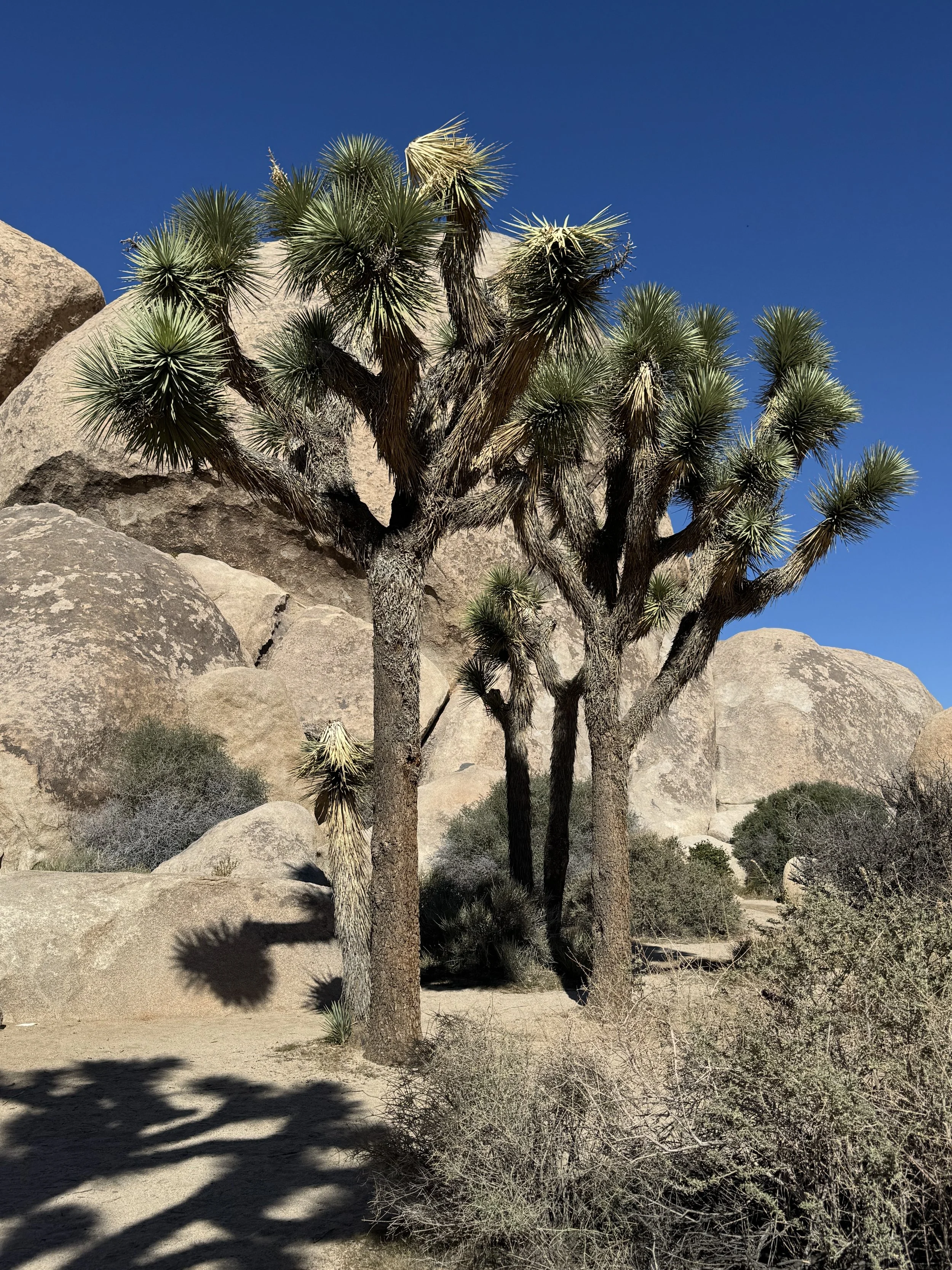 Joshua Trees, Joshua Tree National Park