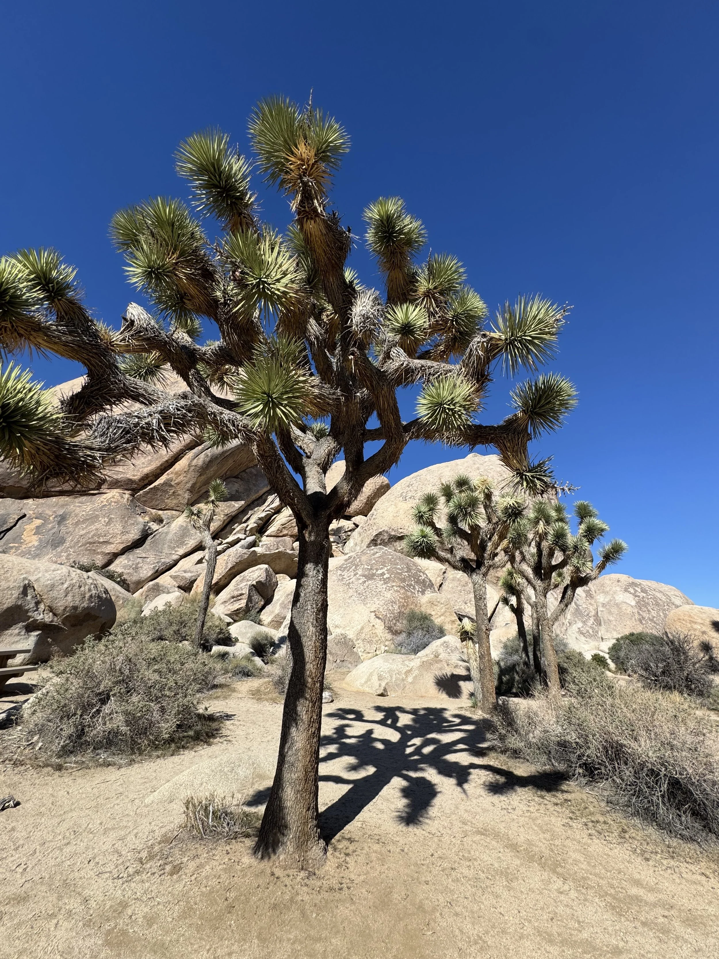 Joshua Trees, Joshua Tree National Park
