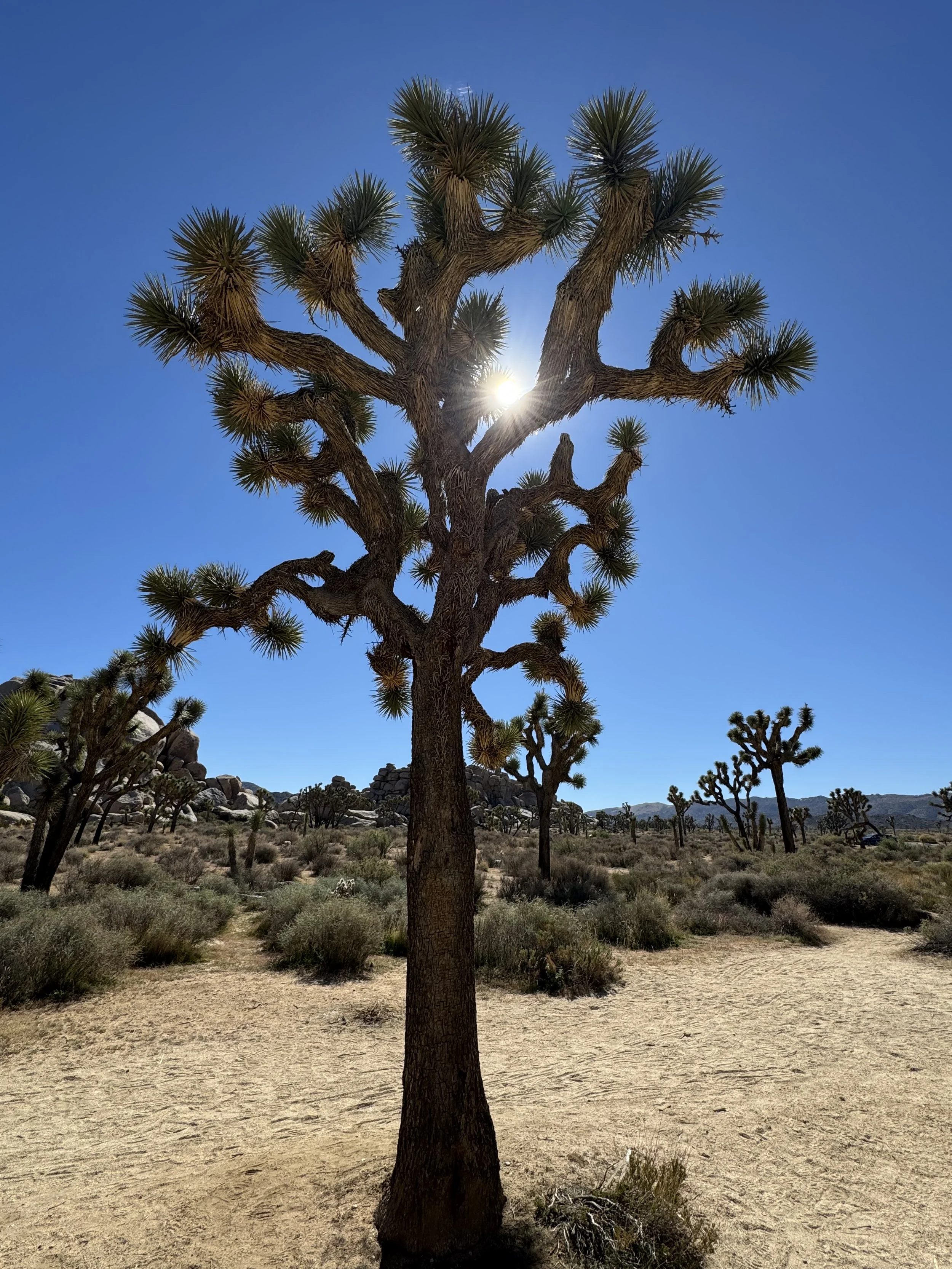 Joshua Trees, Joshua Tree National Park