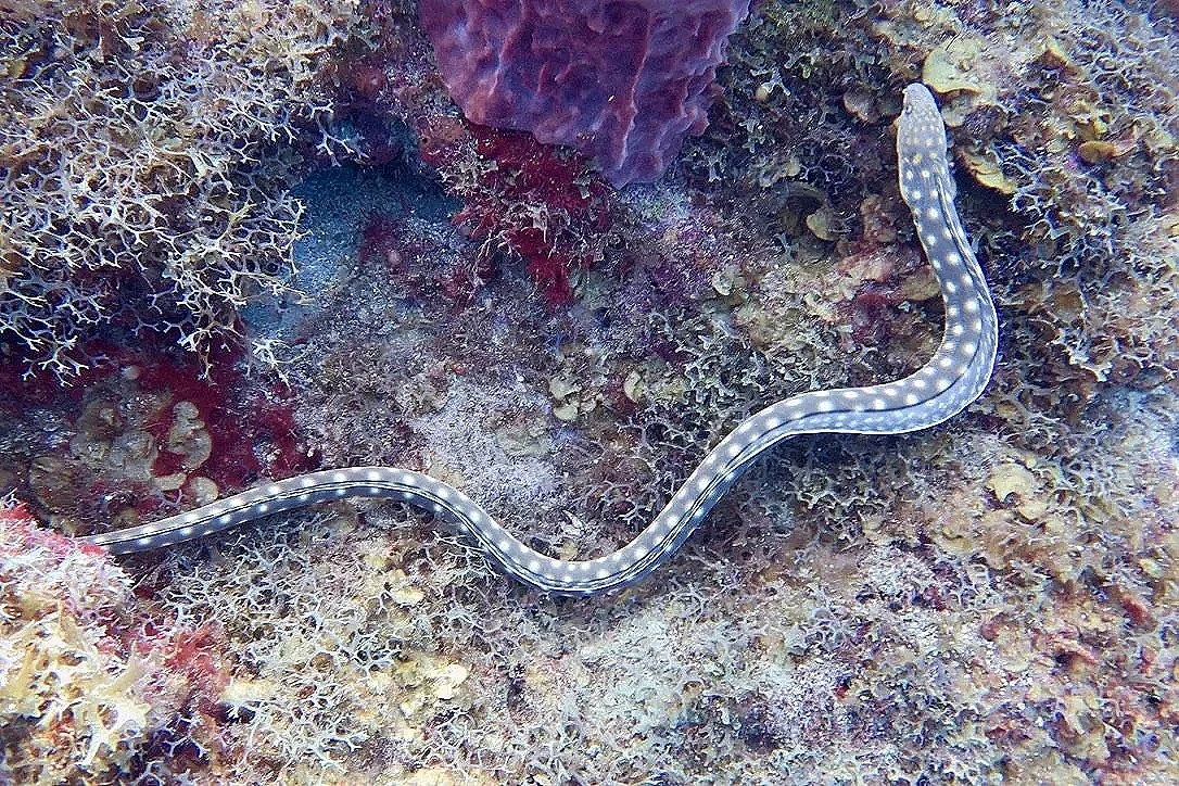 Sharptail Eel