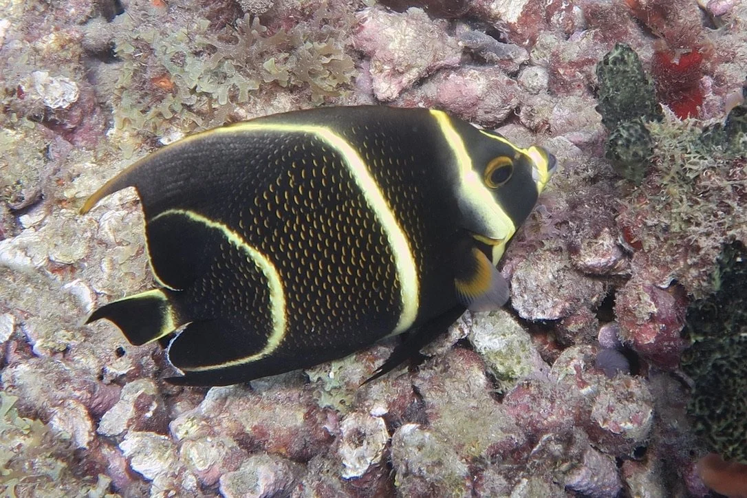 Angelfish