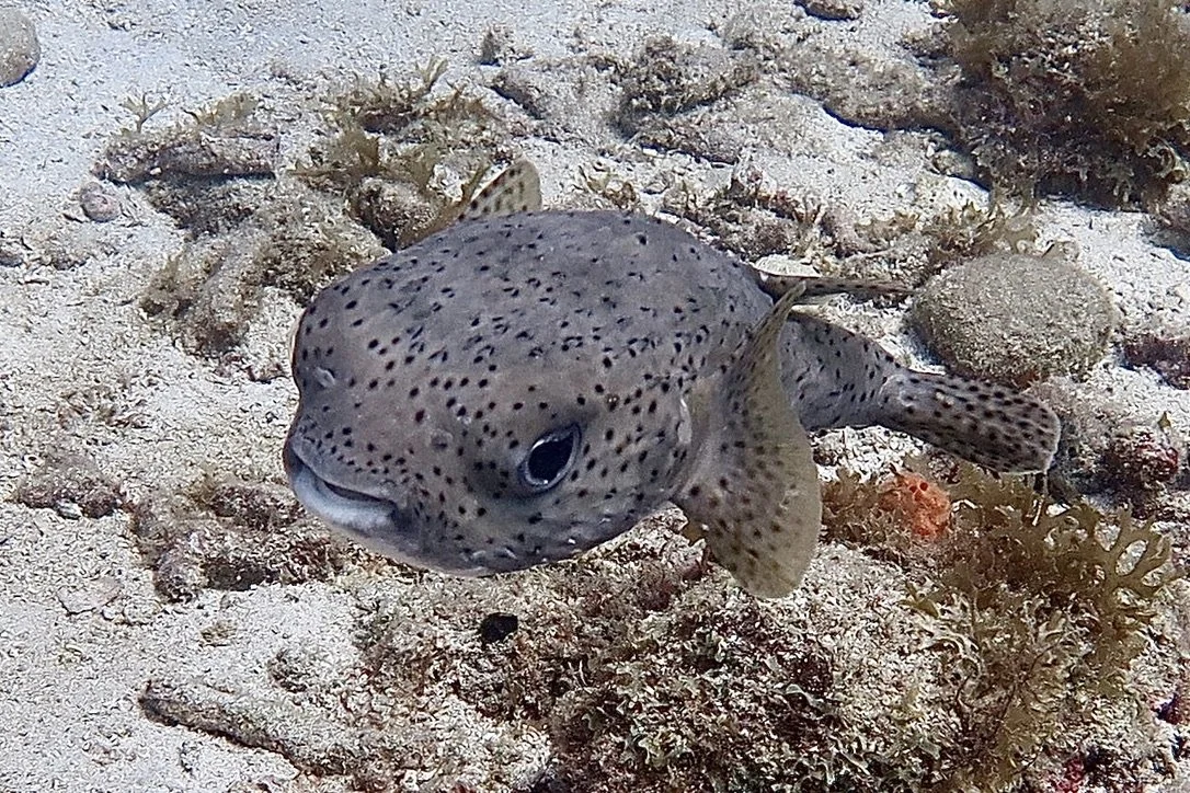 Porcupinefish