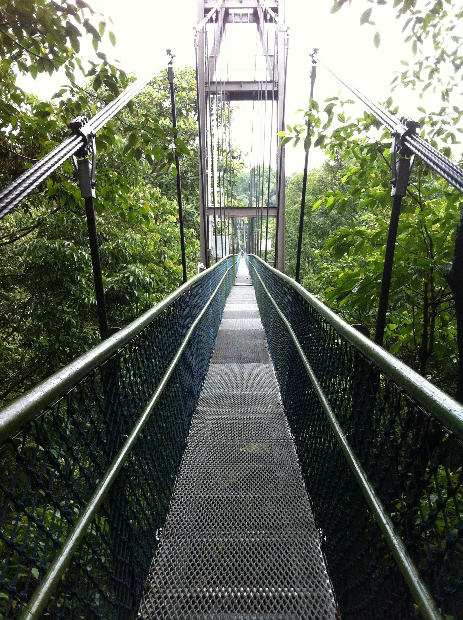 MacRitchie TreeTop Walk, Singapore
