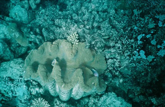 Great Barrier Reef, Australia