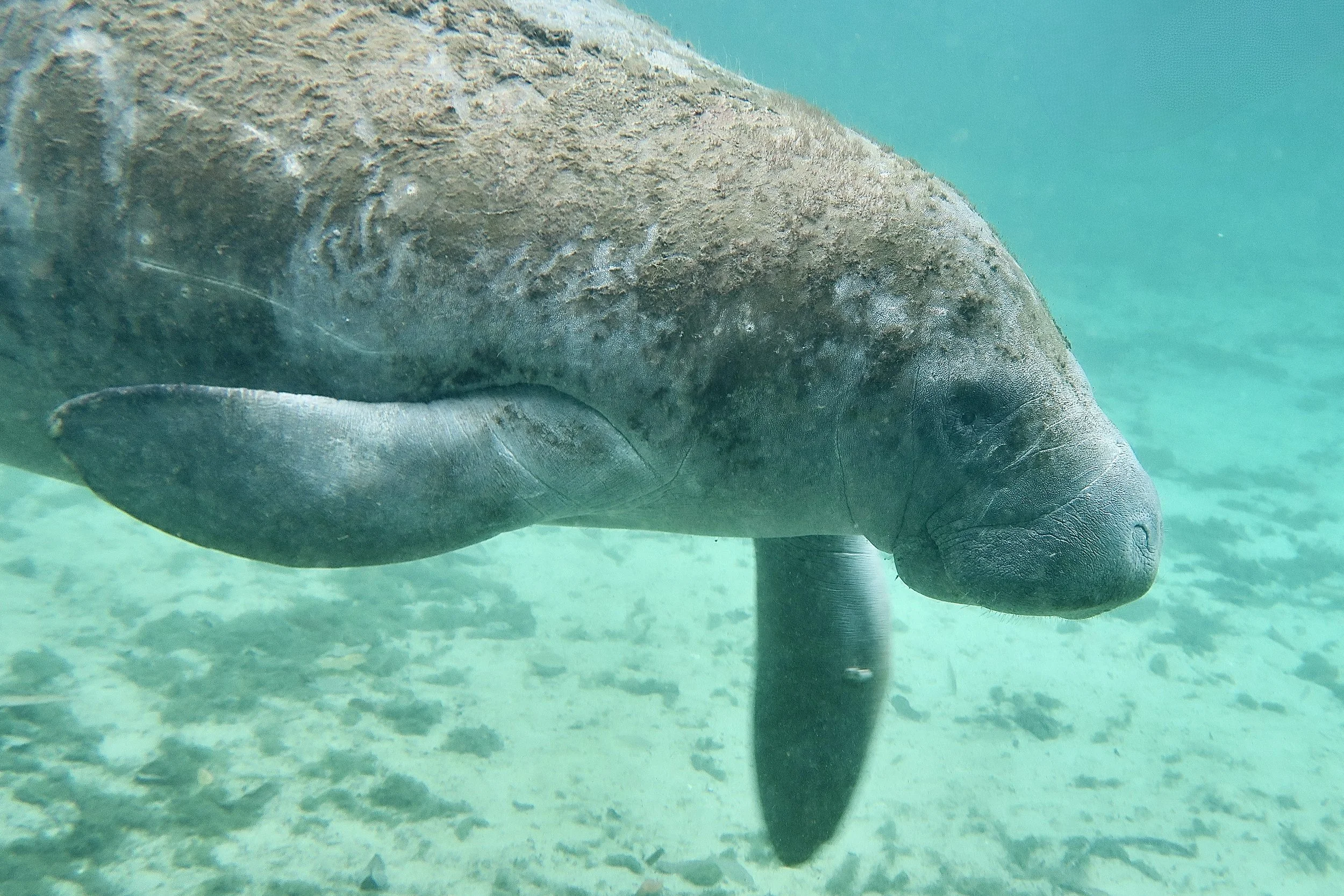 Manatee, Three Sisters Spring, Crystal River, Florida