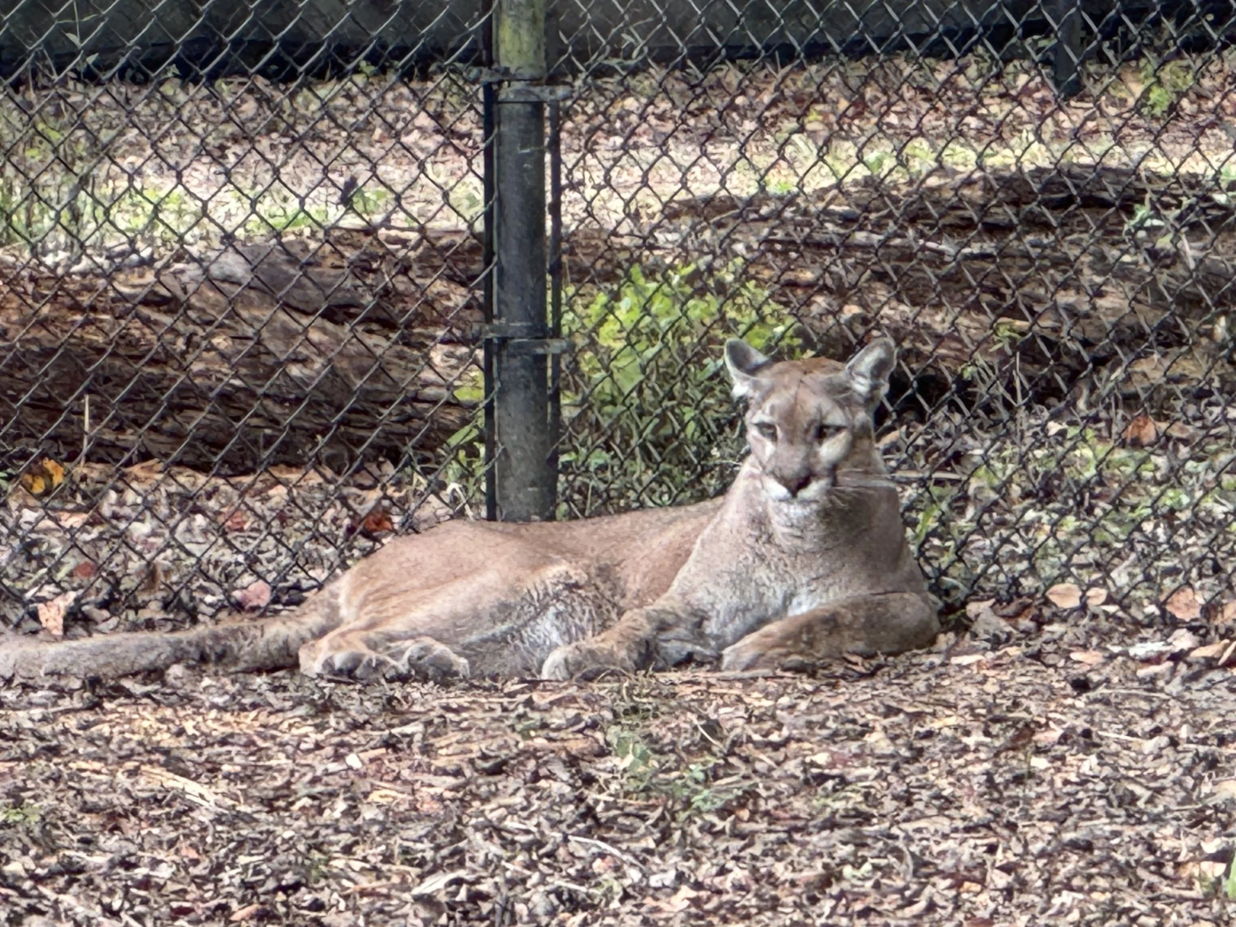 Panther, Homosassa Springs State Park, Florida