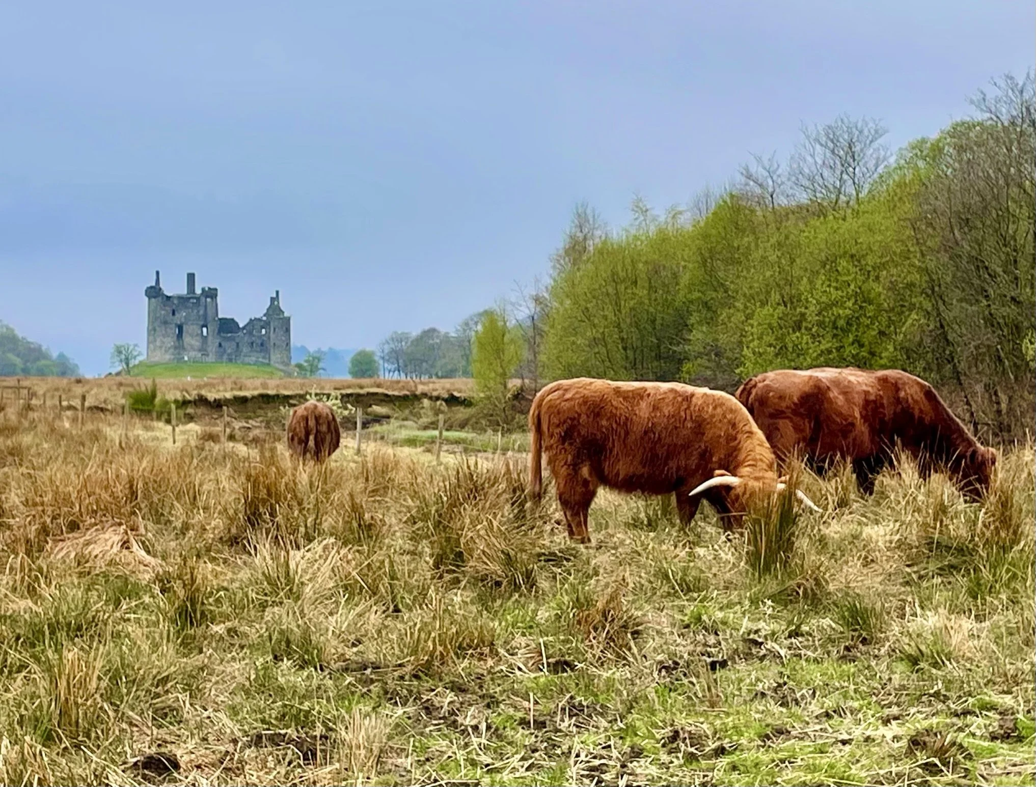 Kilchurn Castle &amp; Highland Cows