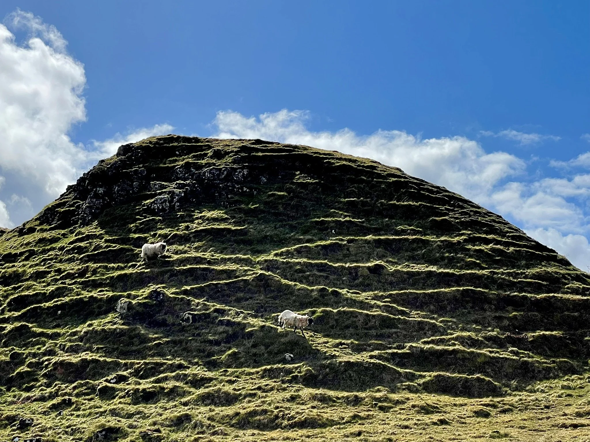 Highland Sheep in the Fairy Glen