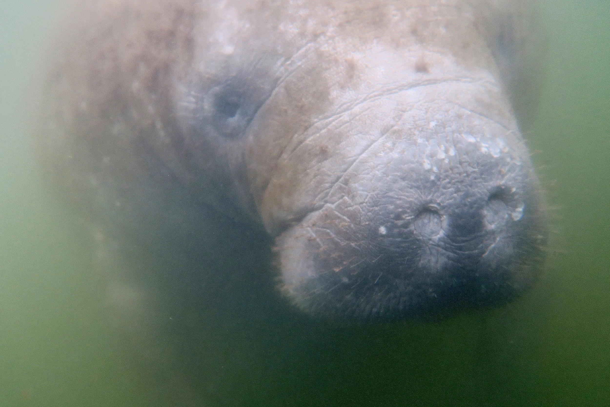 Manatee, King’s Bay, Crystal River, Florida