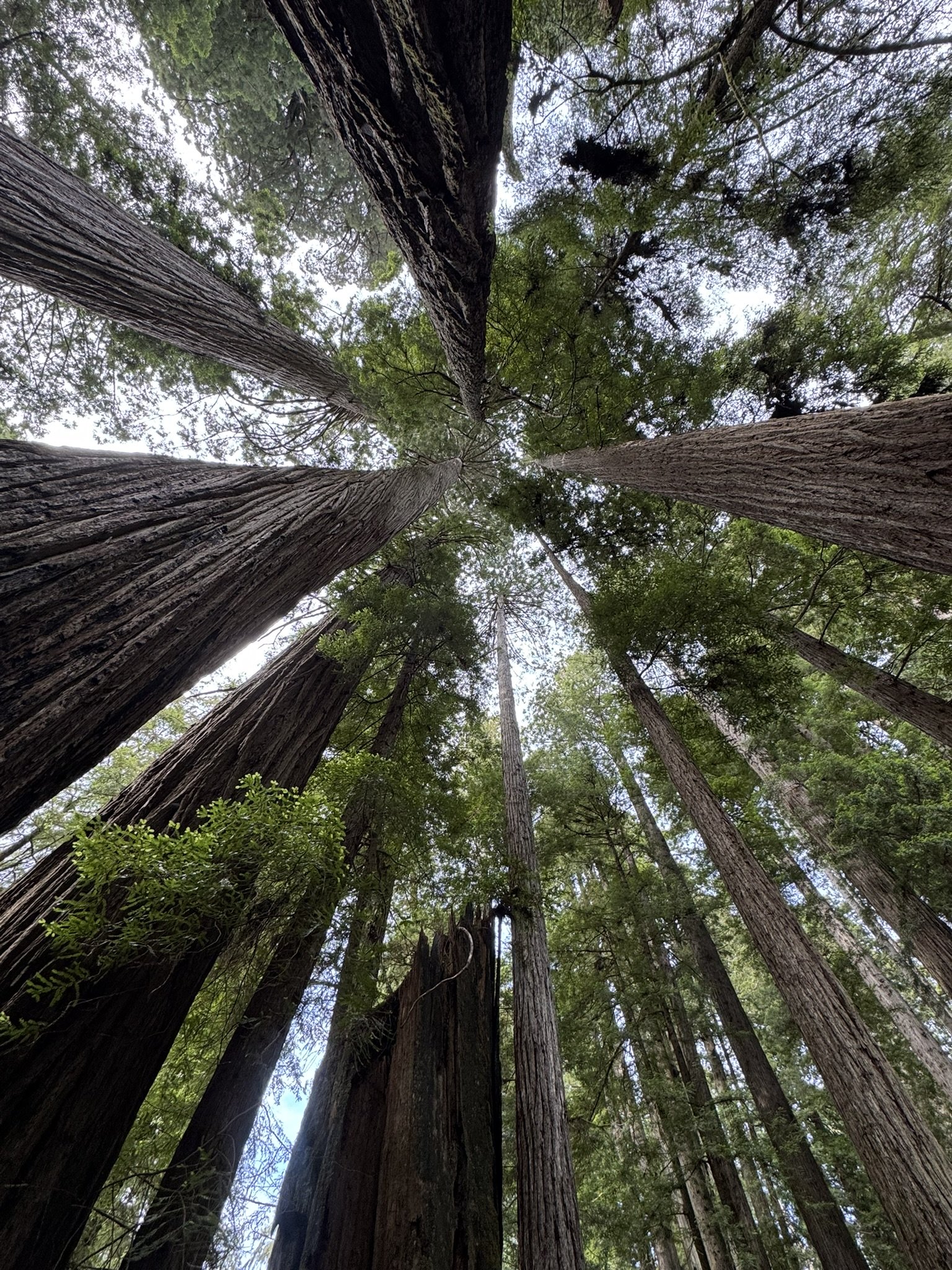 Redwood National Park