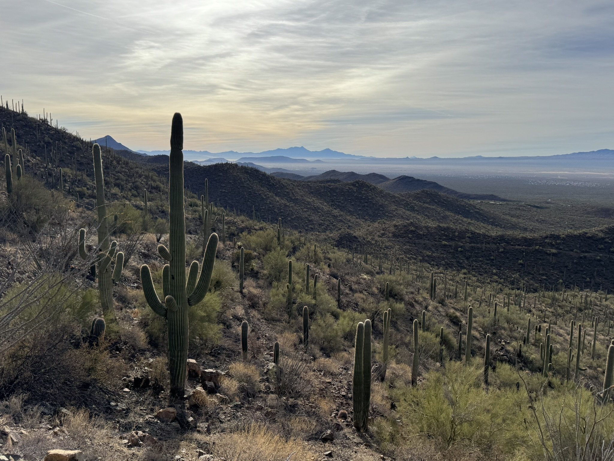 🌲 Sentinels &amp; Summits: A Journey Through Saguaro National Park