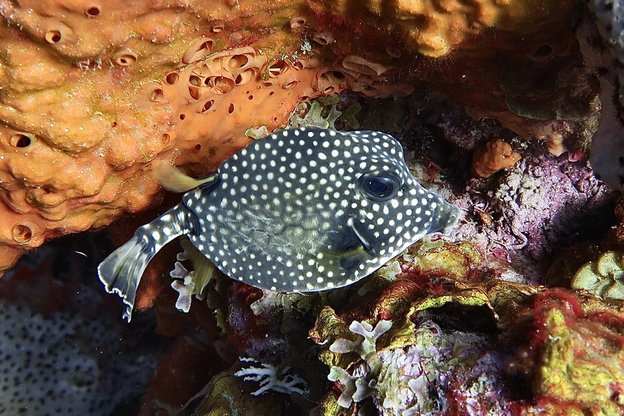 Boxfish