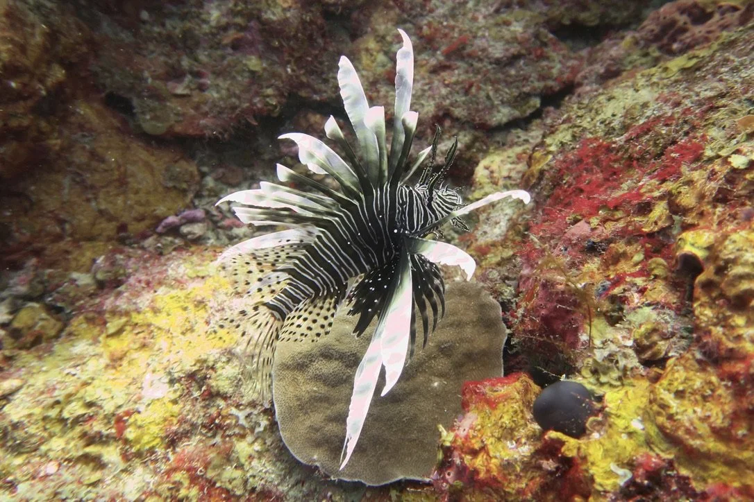 Red Lionfish