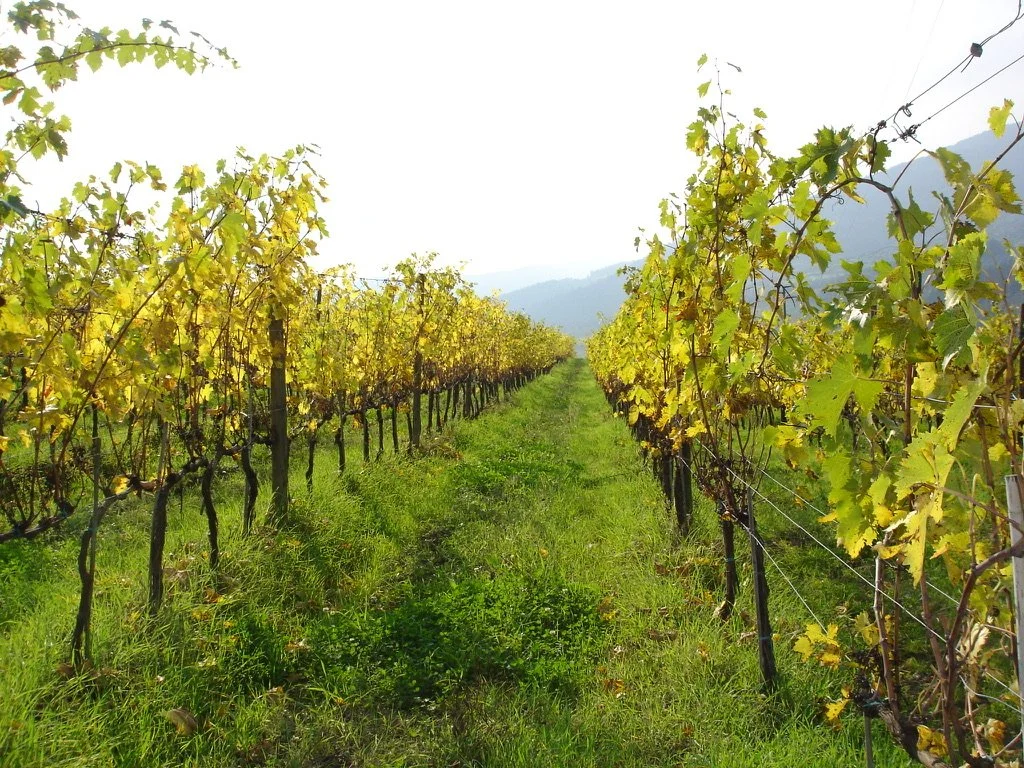 Grape Vines