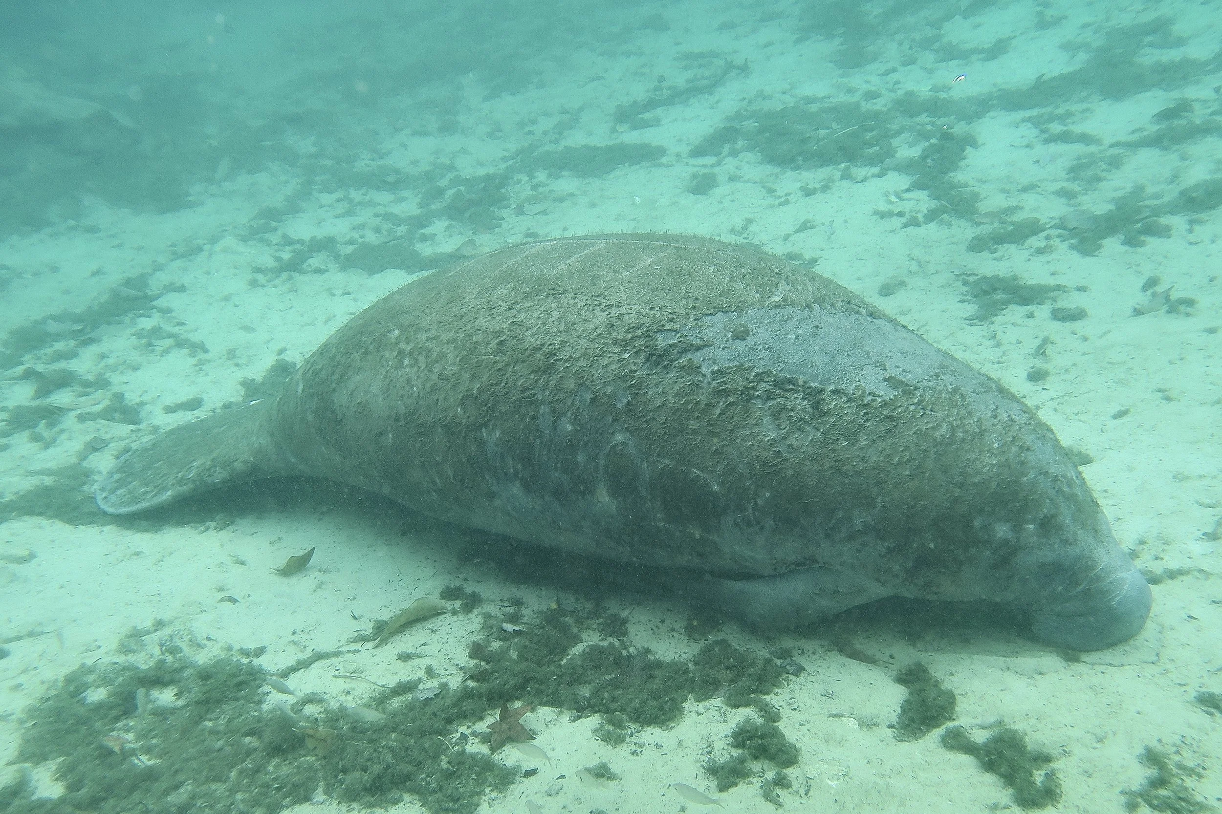Manatee, Three Sisters Spring, Crystal River, Florida