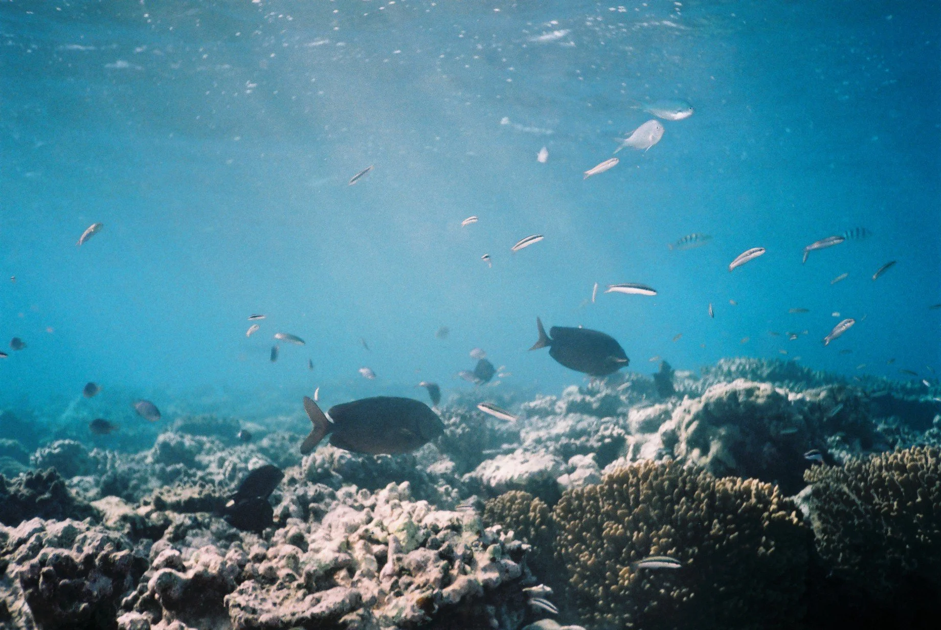 Great Barrier Reef, Australia