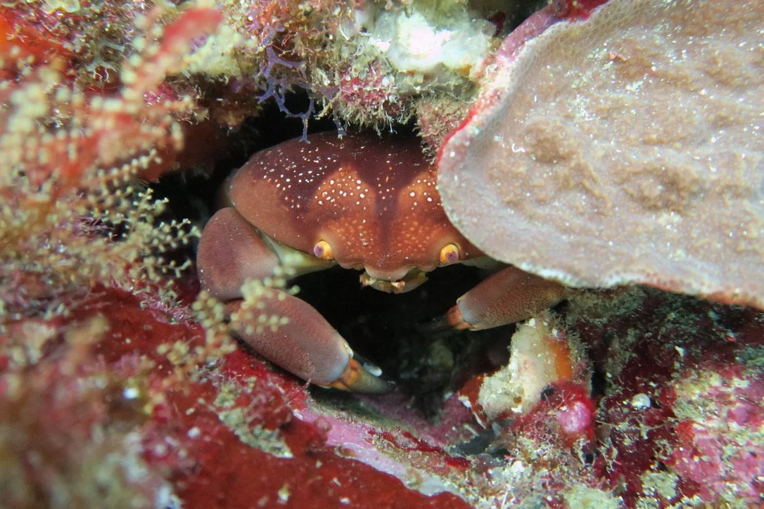 Batwing Coral Crab