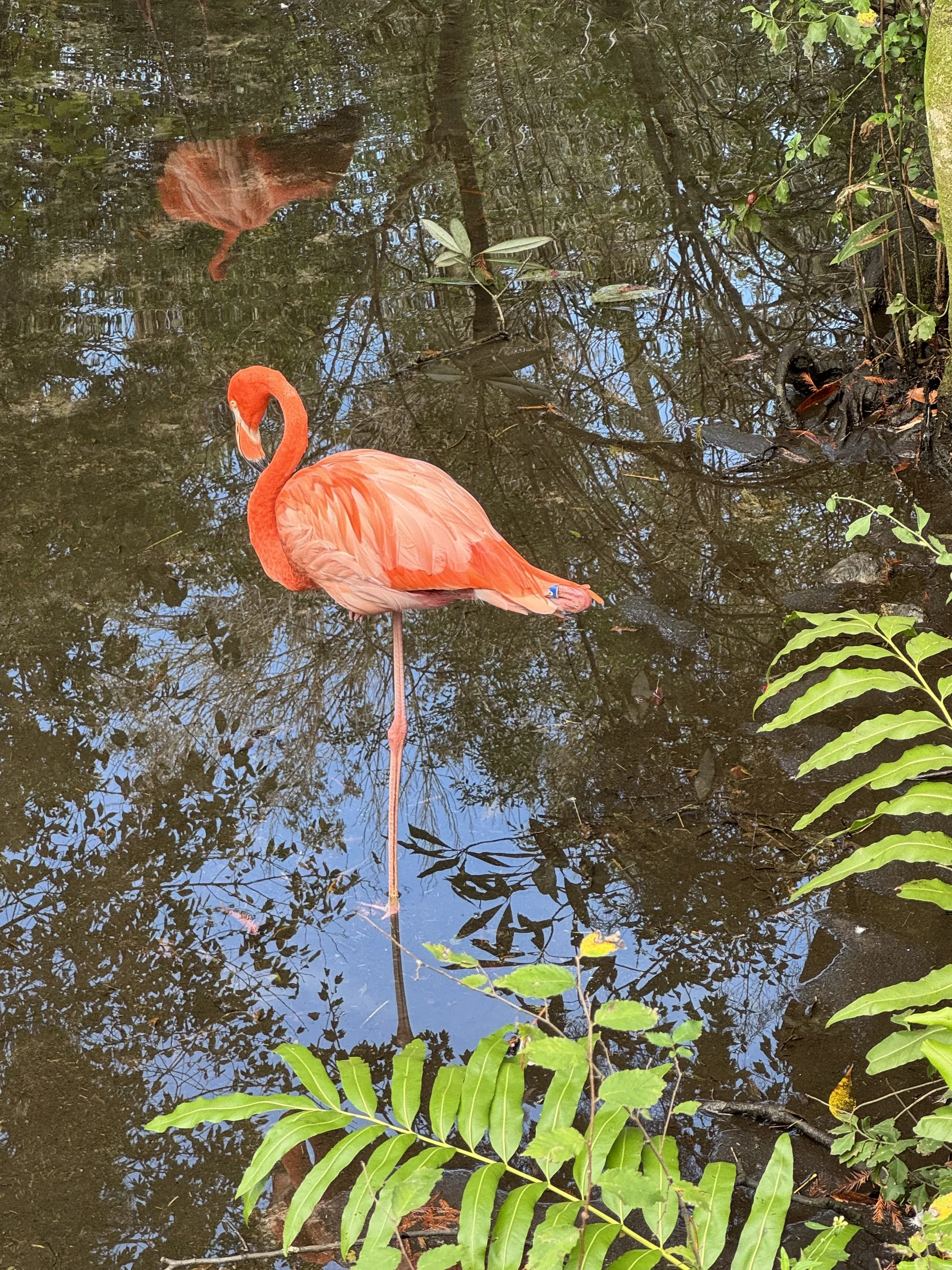 Flamingo, Homosassa Springs State Park, Florida