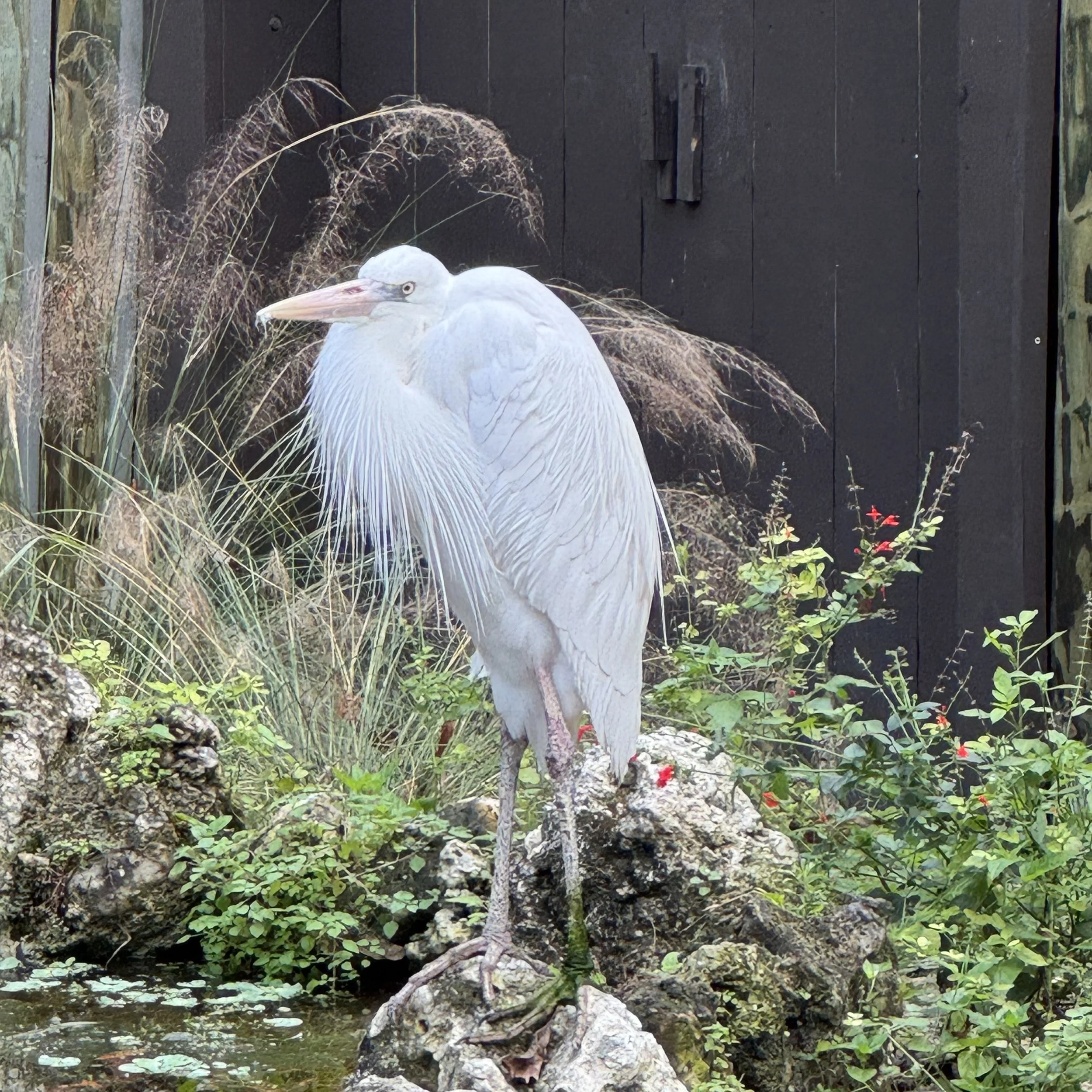 Pelican, Homosassa Springs State Park, Florida