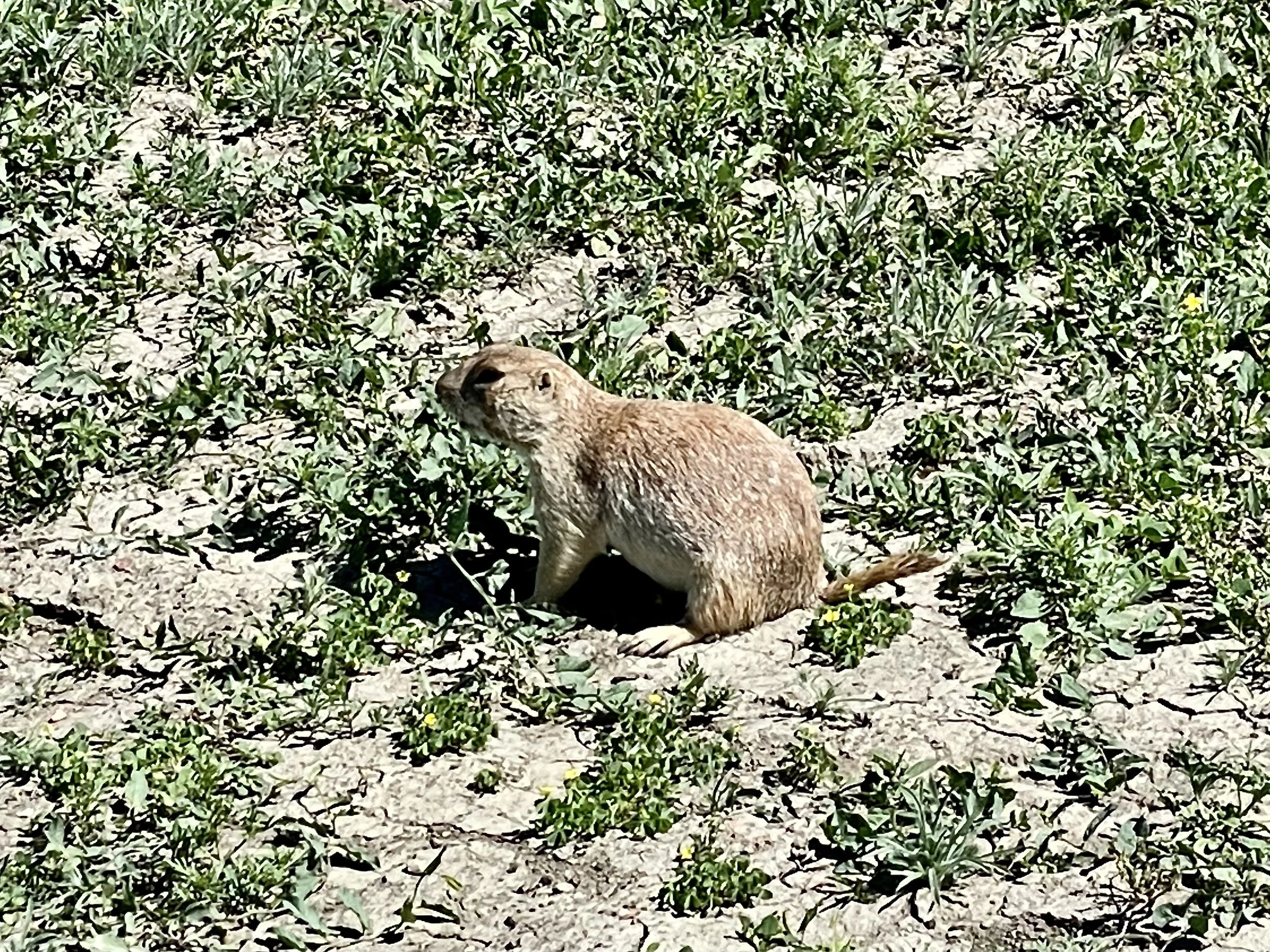 Prairie Dog, Theodore Roosevelt National Park