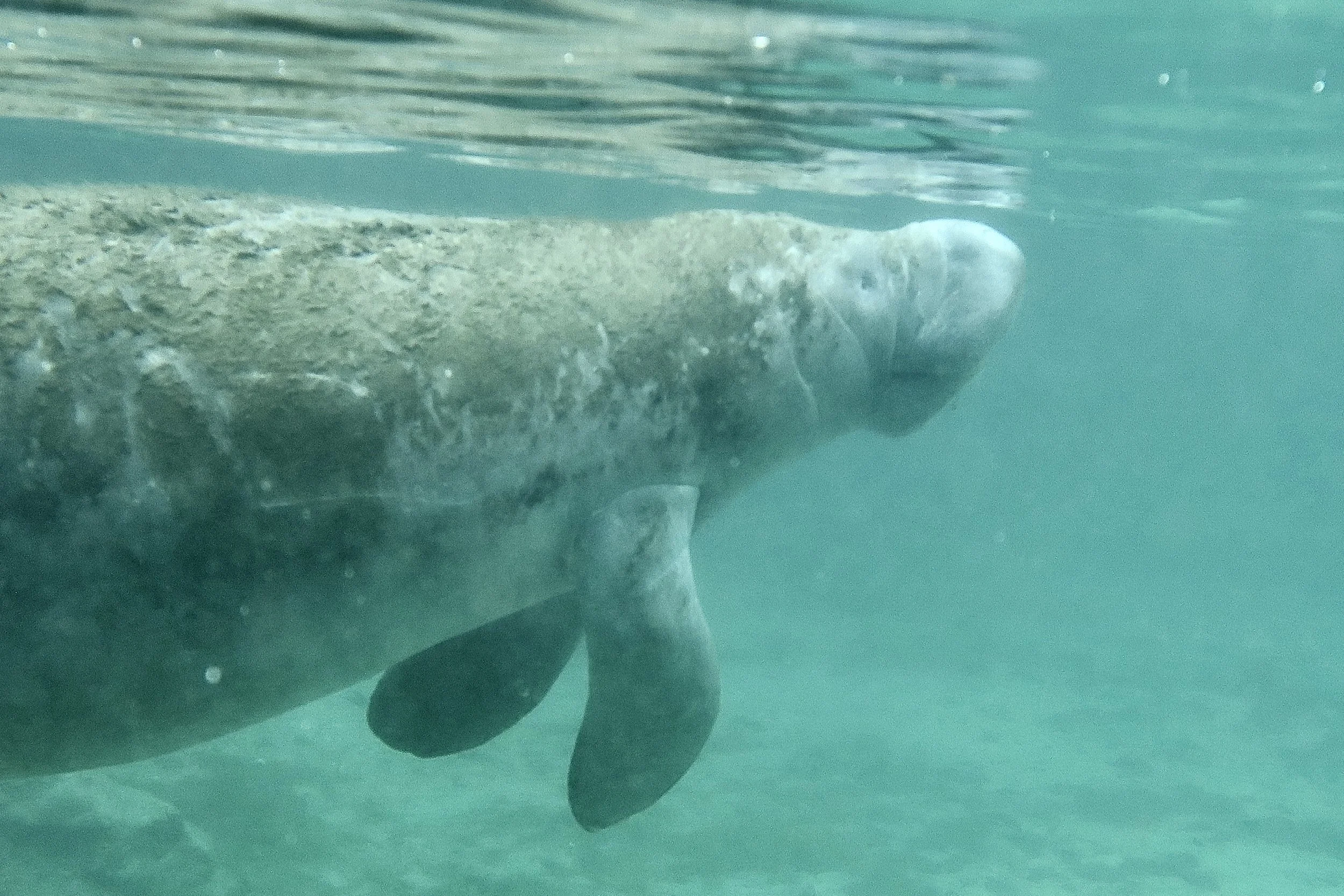 Manatee, Three Sisters Spring, Crystal River, Florida