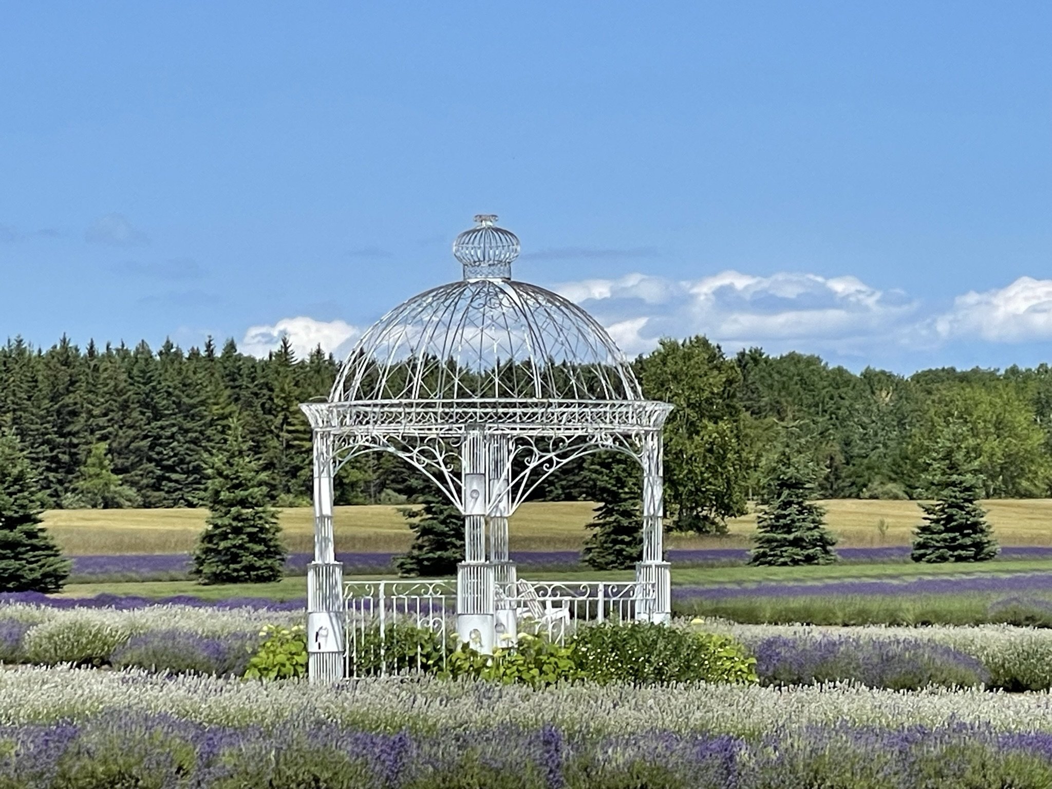 Lavender Farm on Washington Island
